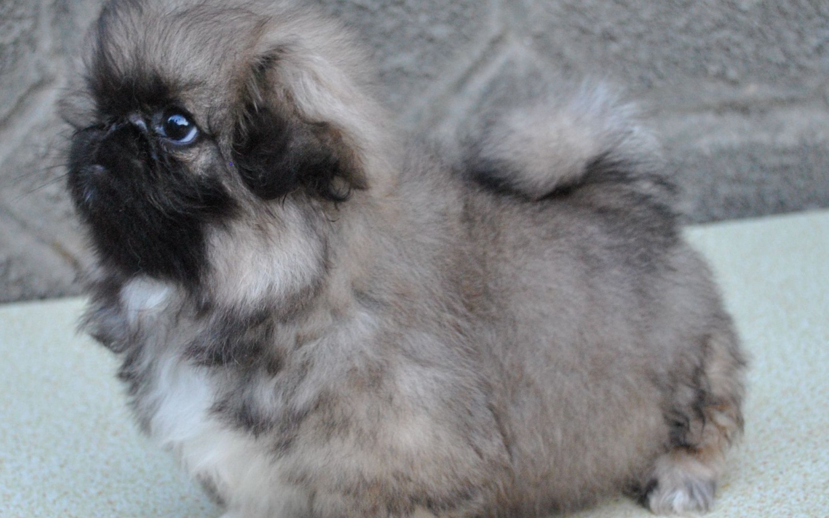 Серый маленький пекинес