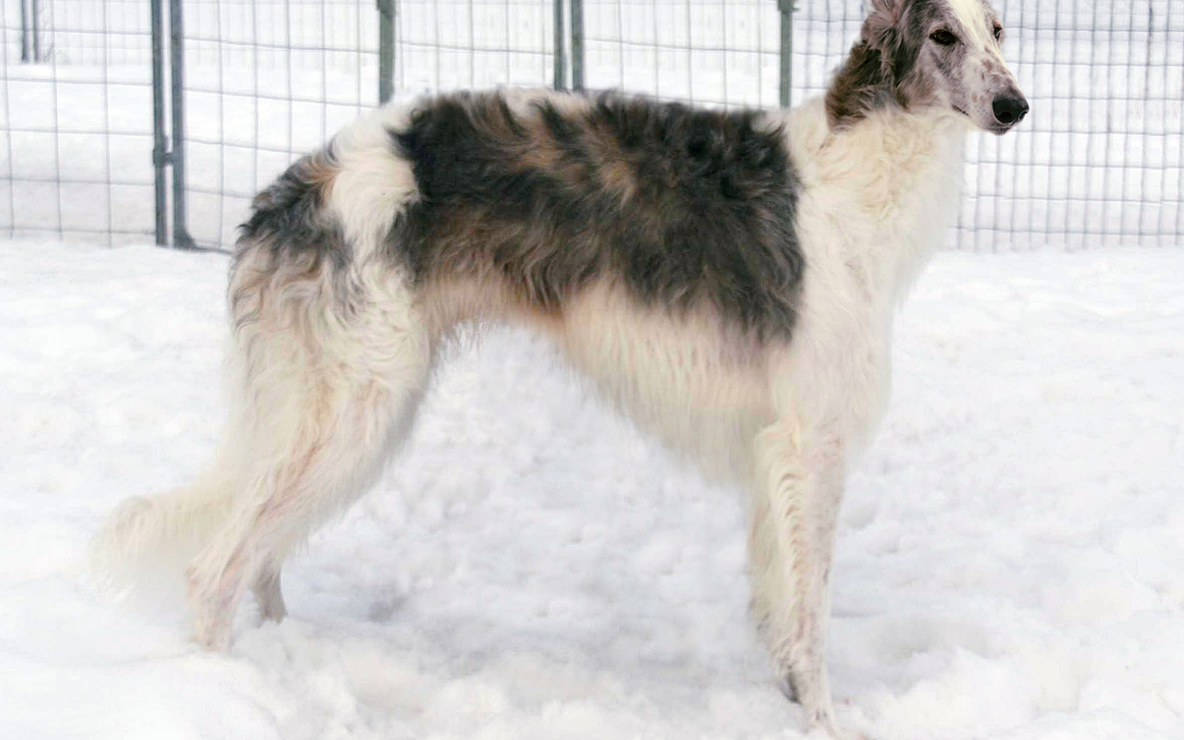 Борзая собака стоит на снегу