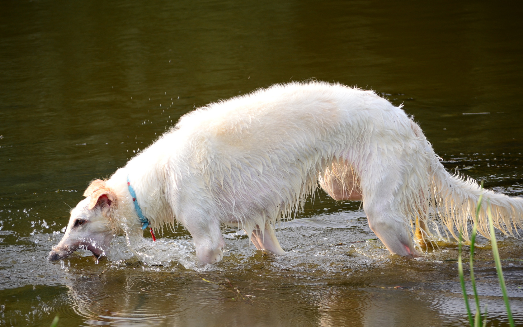 Борзая играет в воде