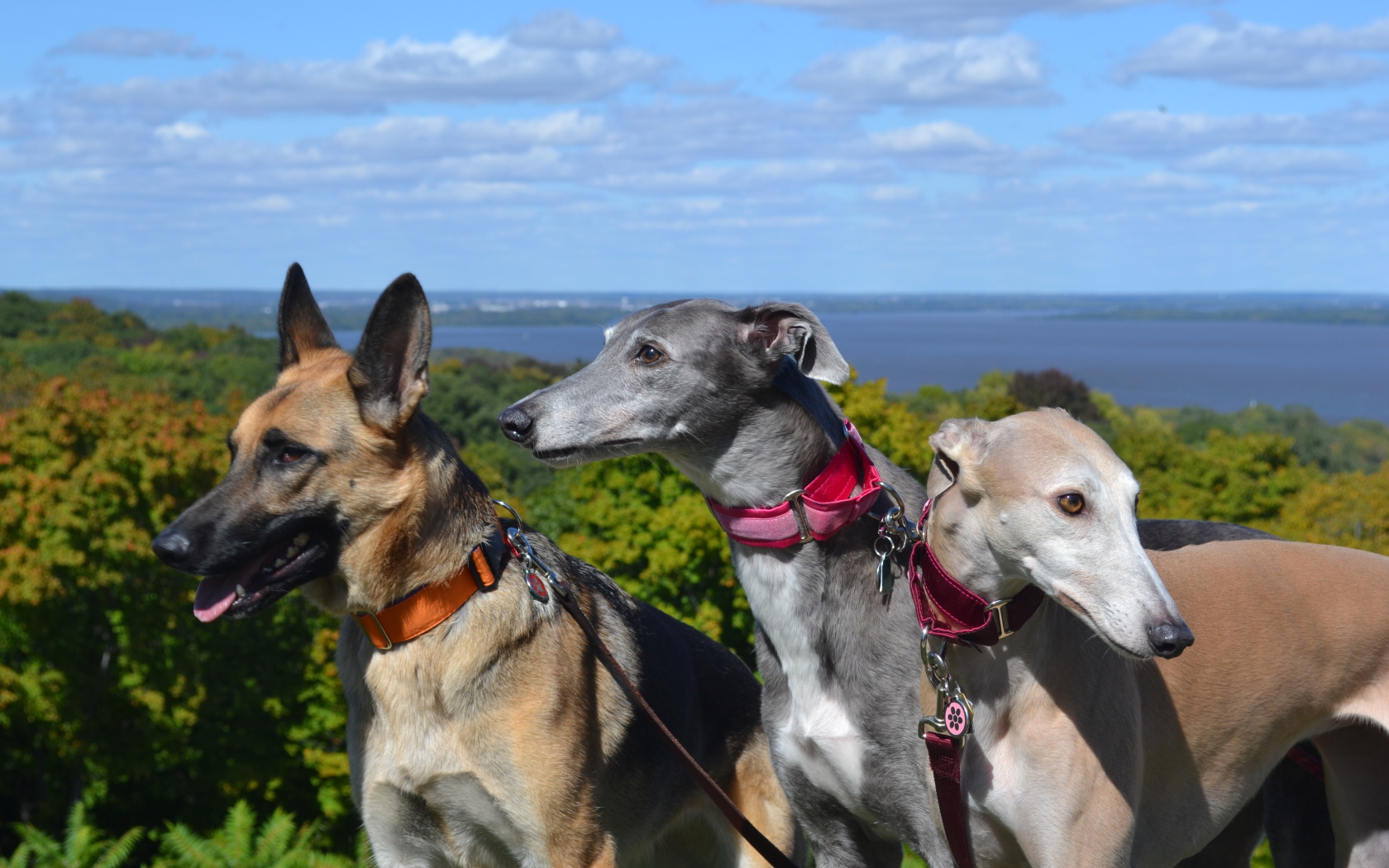 Борзые собаки с овчаркой