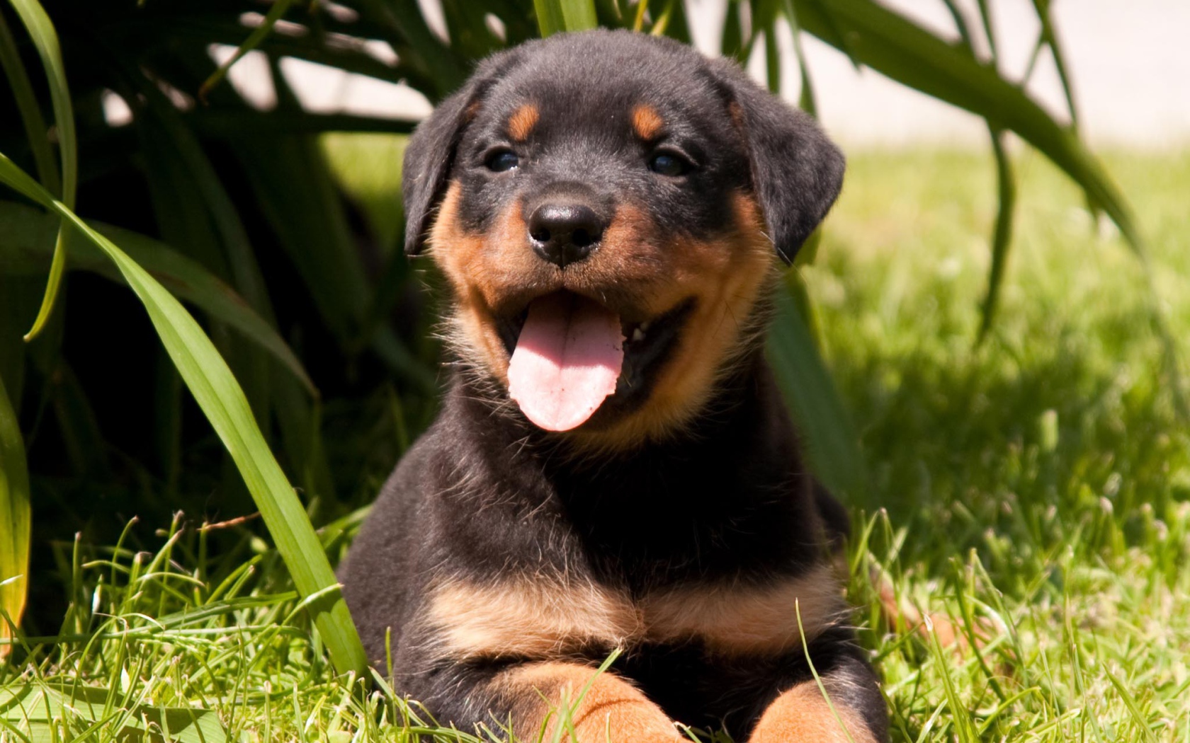 Веселый щенок ротвейлера