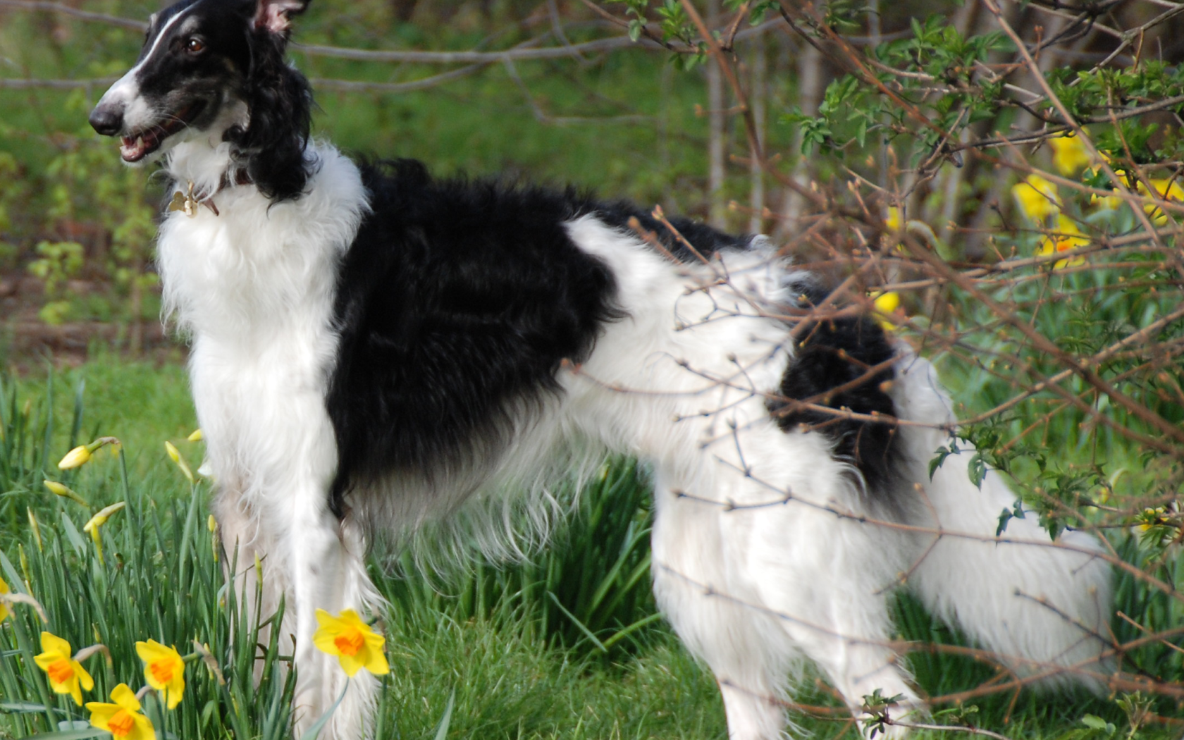 Борзая среди цветов