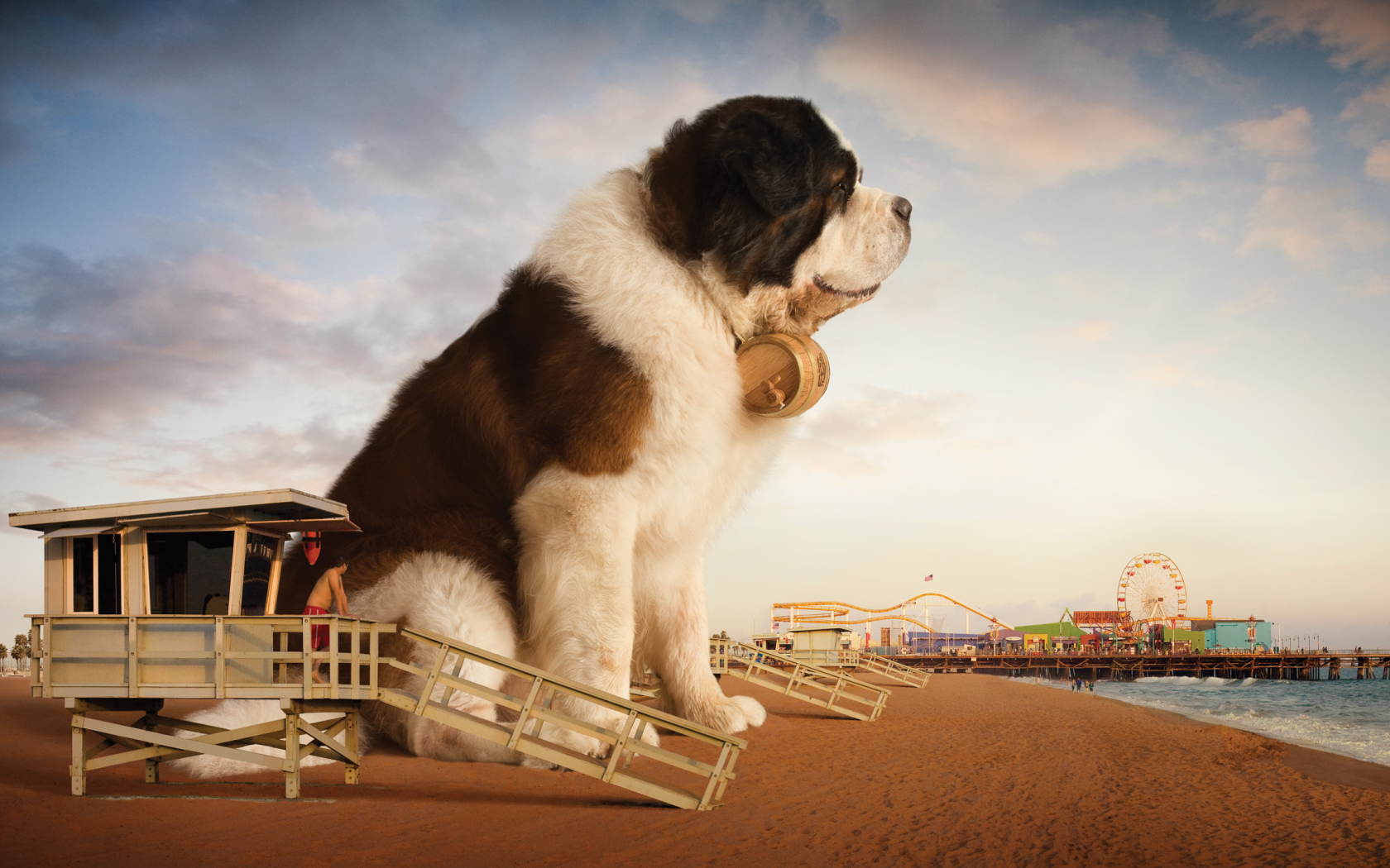 Огромный сенбернар на пляже