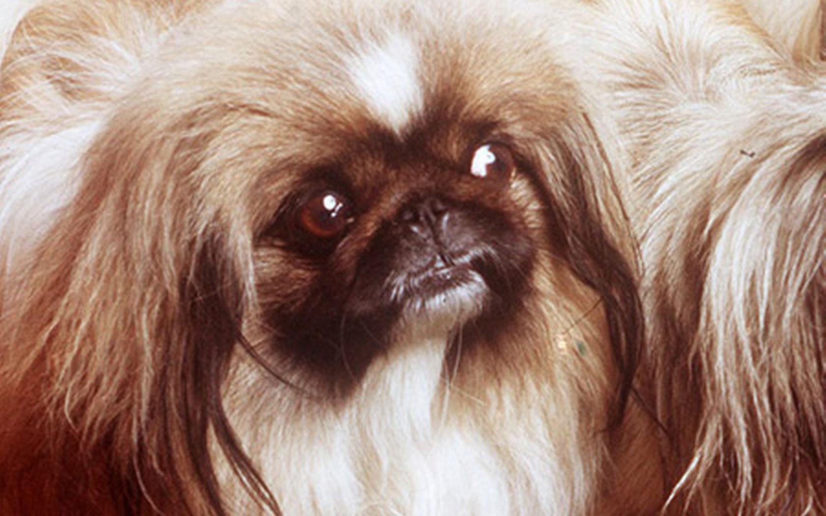 Заинтересованный взгляд пекинеса