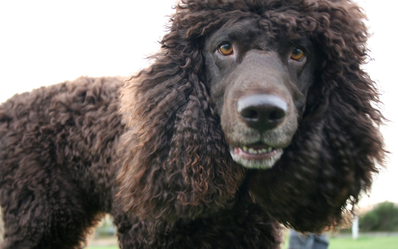 Порода ирландский водяной спаниель