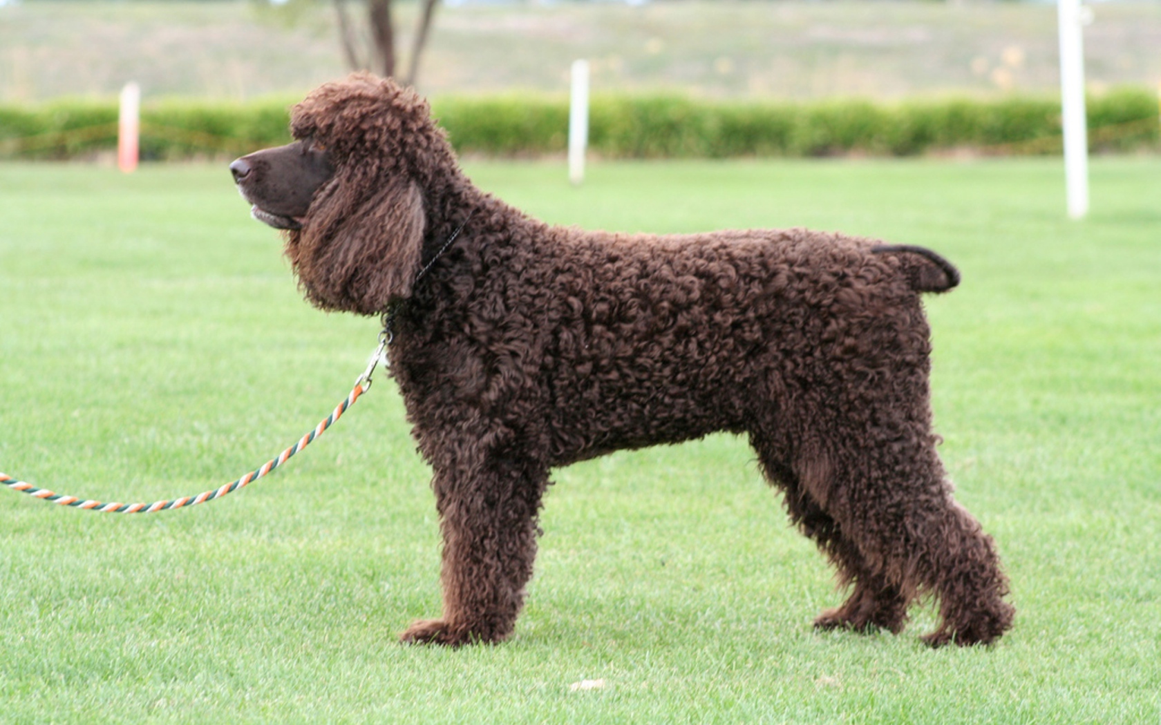 Собака ирландский водяной спаниель на поводке