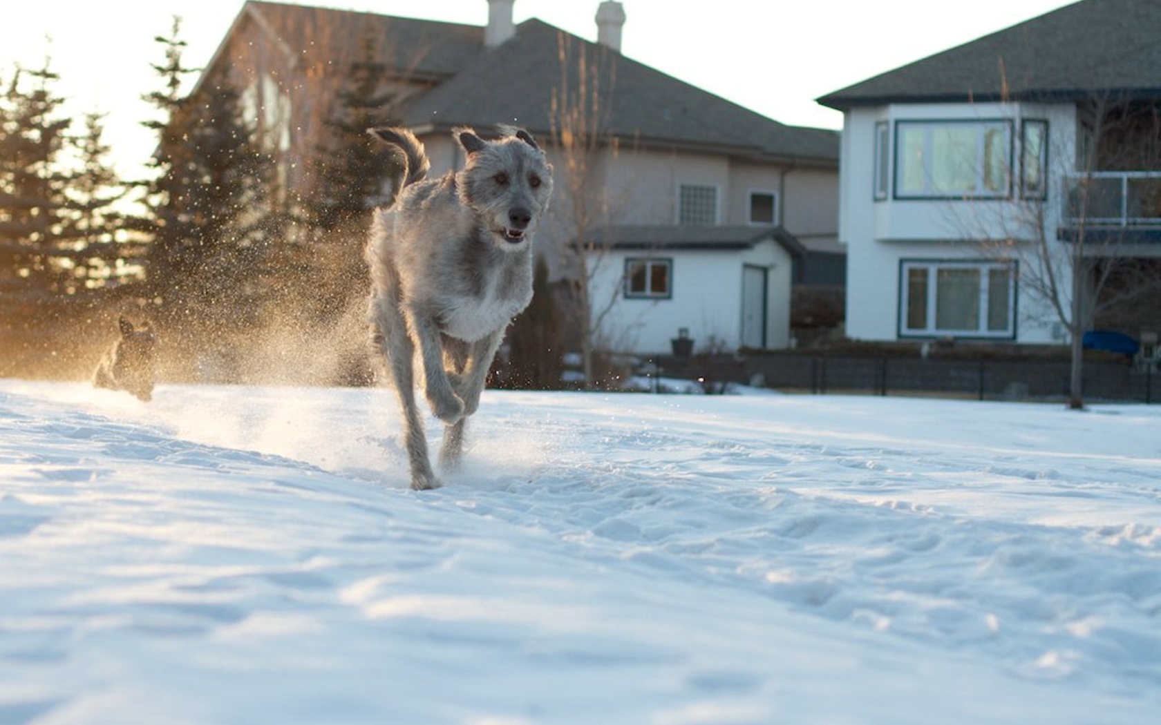 Ирландский волкодав на фоне домов