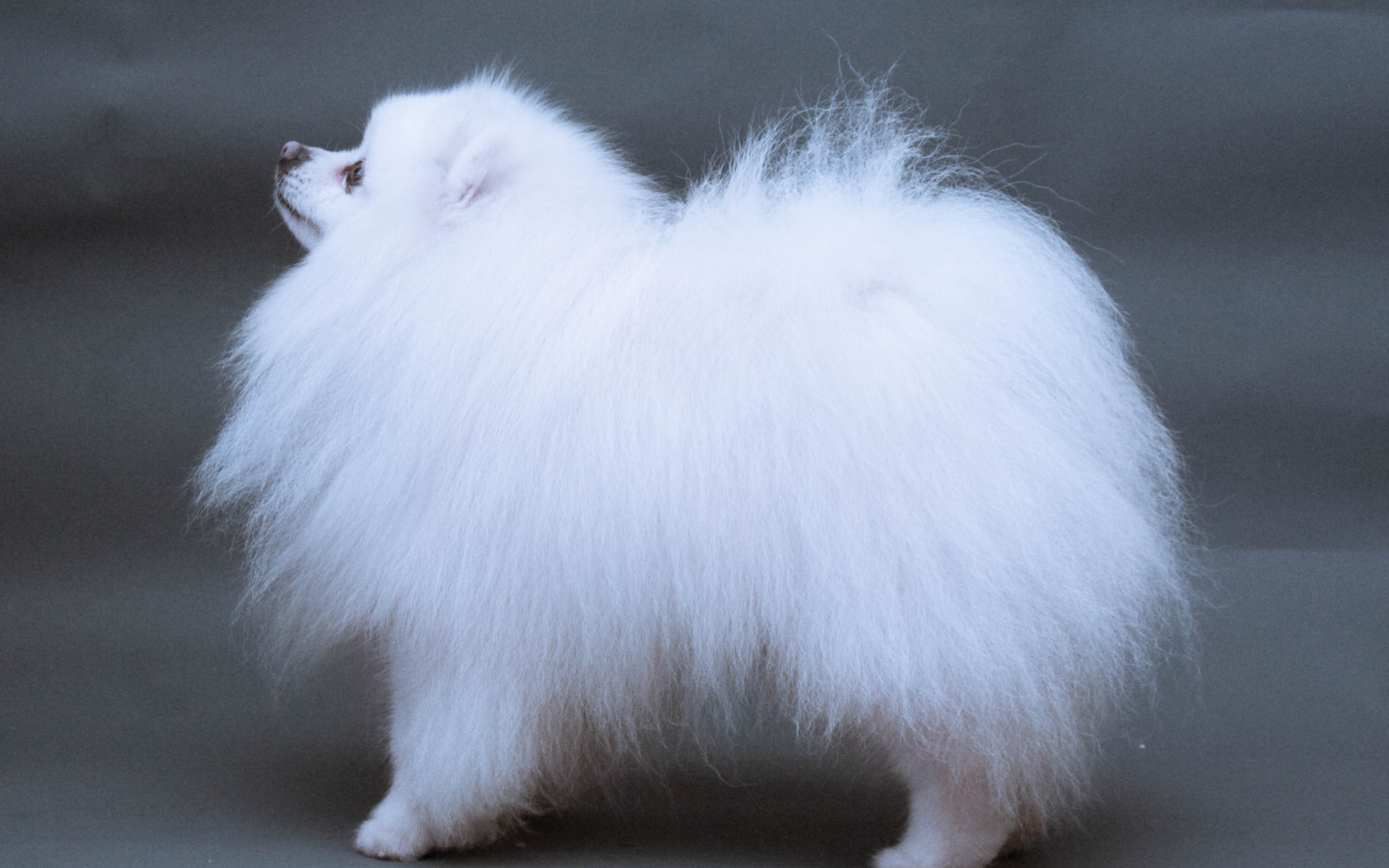 Японский шпиц позирует