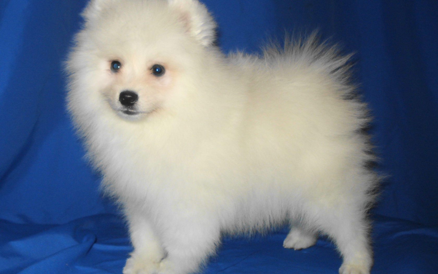 Щенок японского шпица