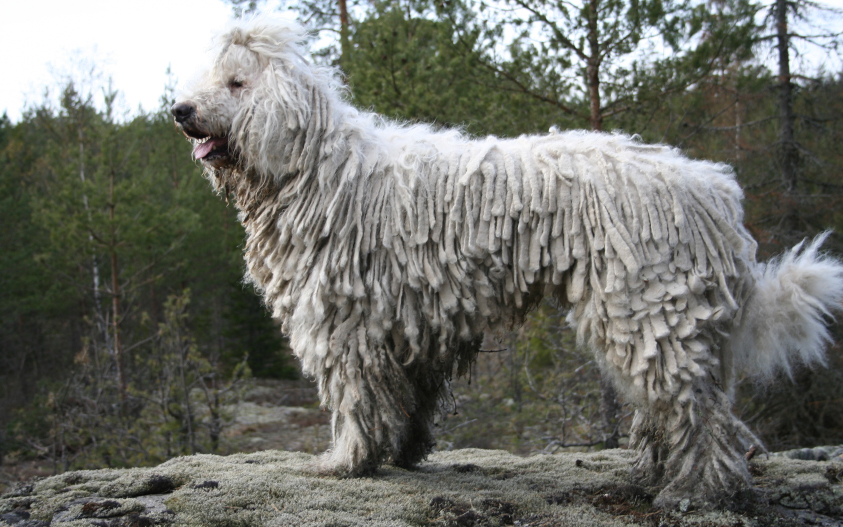 Собака комондор в лесу