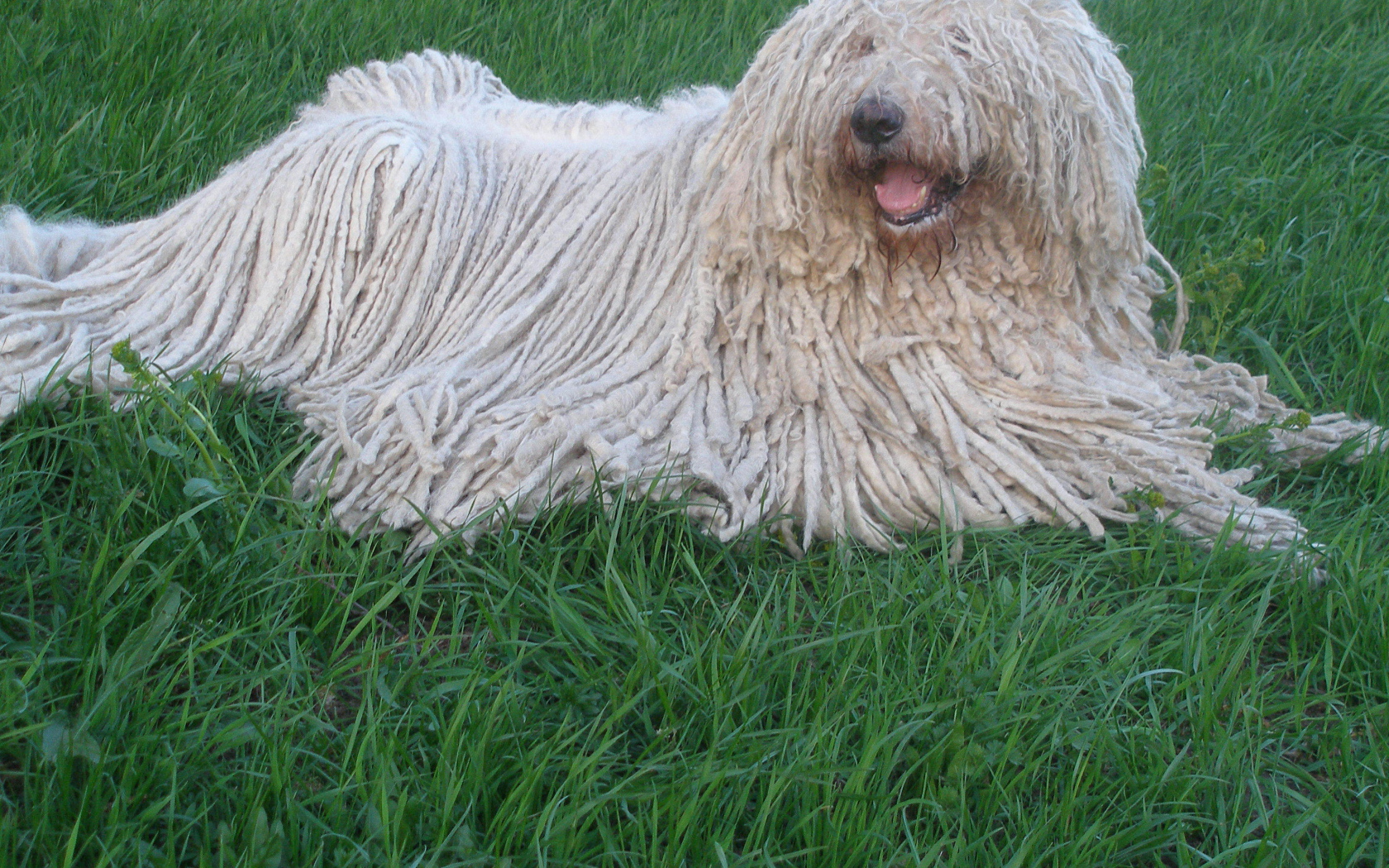 Собака с дредами комондор