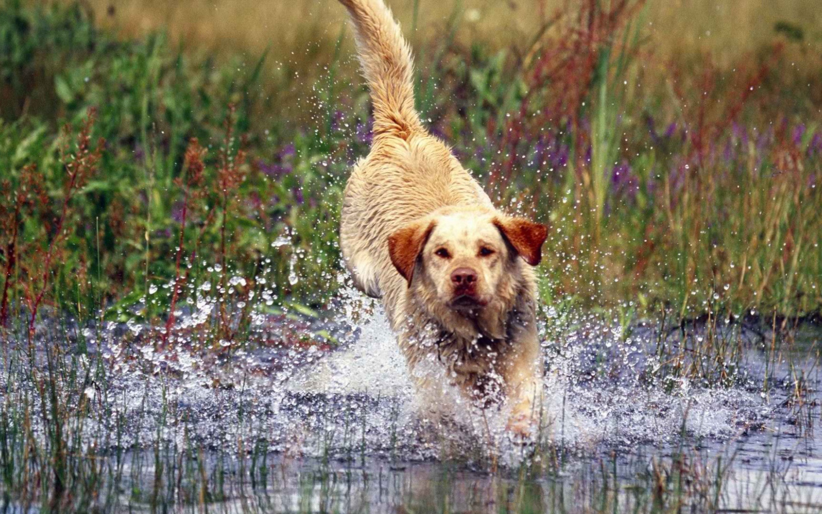 Labrador is thrown into the water