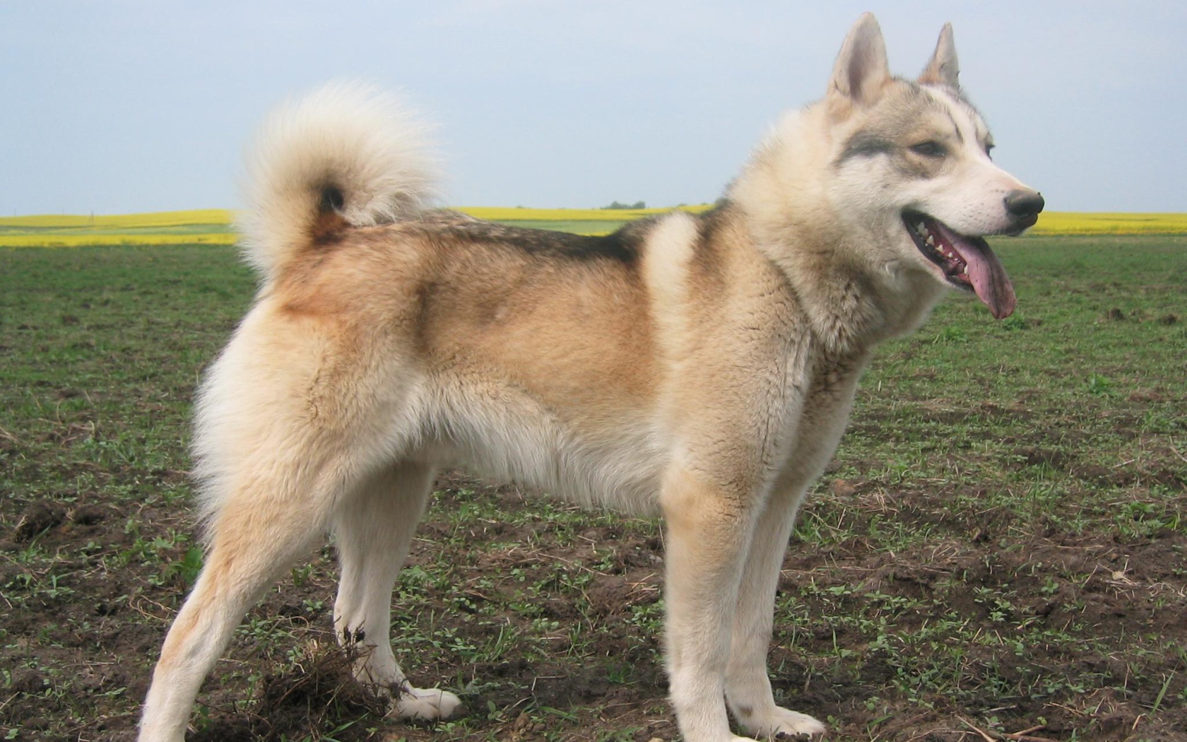 Лайка на просторе