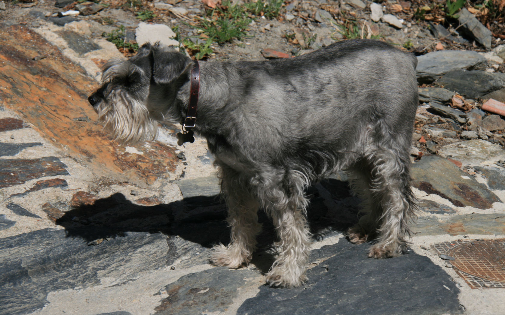 Большой серый шнауцер