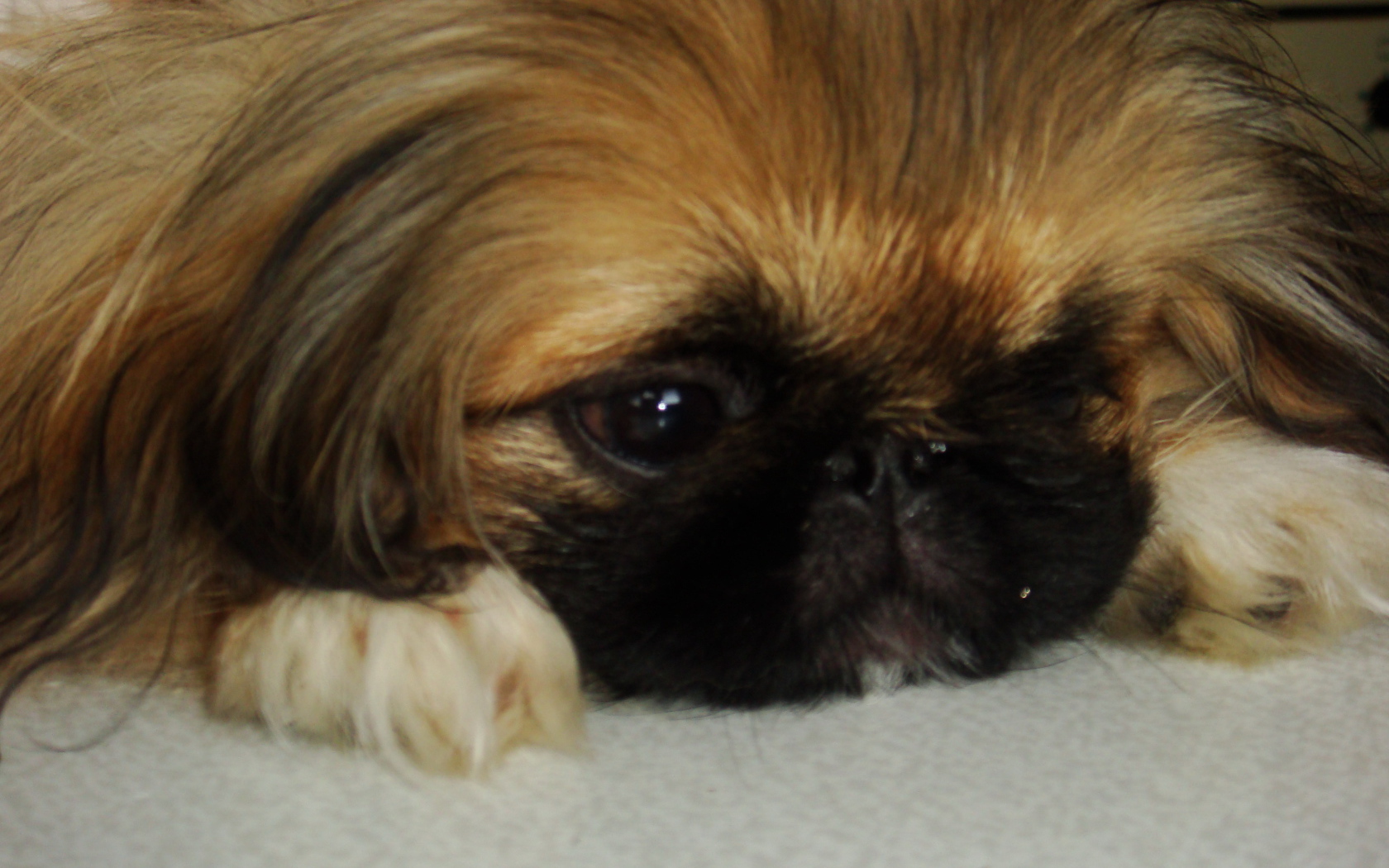 Маленькая девочка пекинес