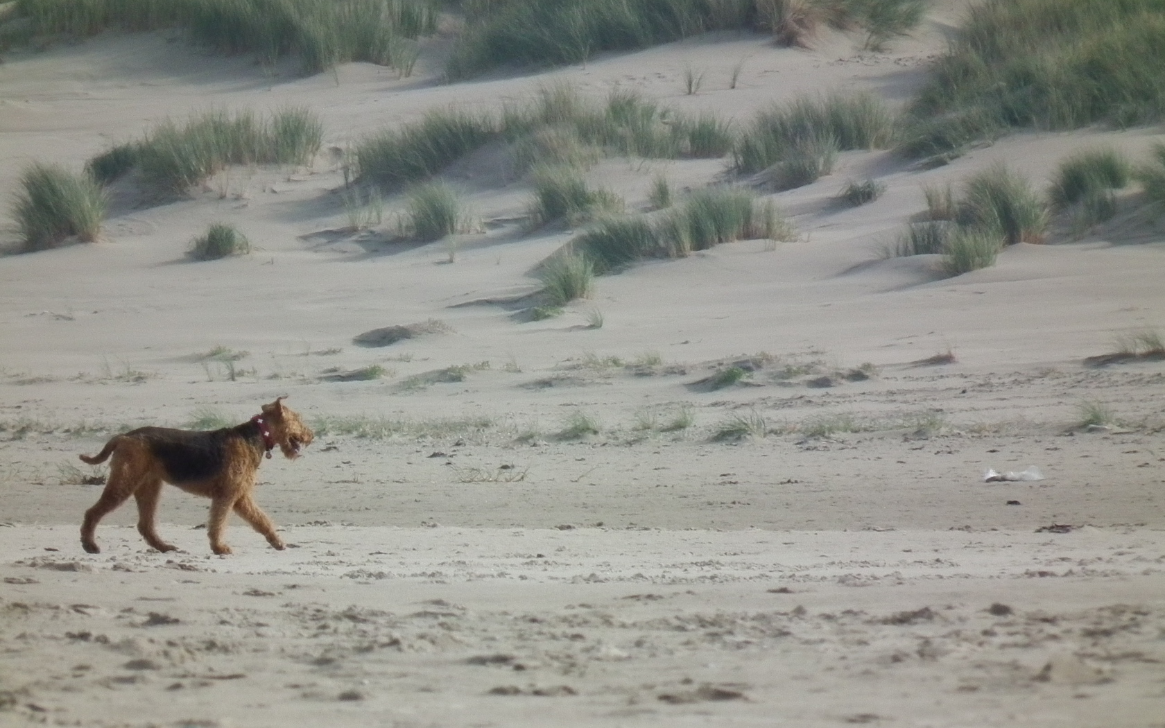 Одинокий эрдельтерьер в пустыне