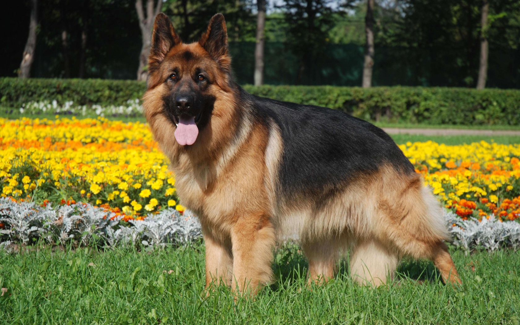 Длинношерстная немецкая овчарка