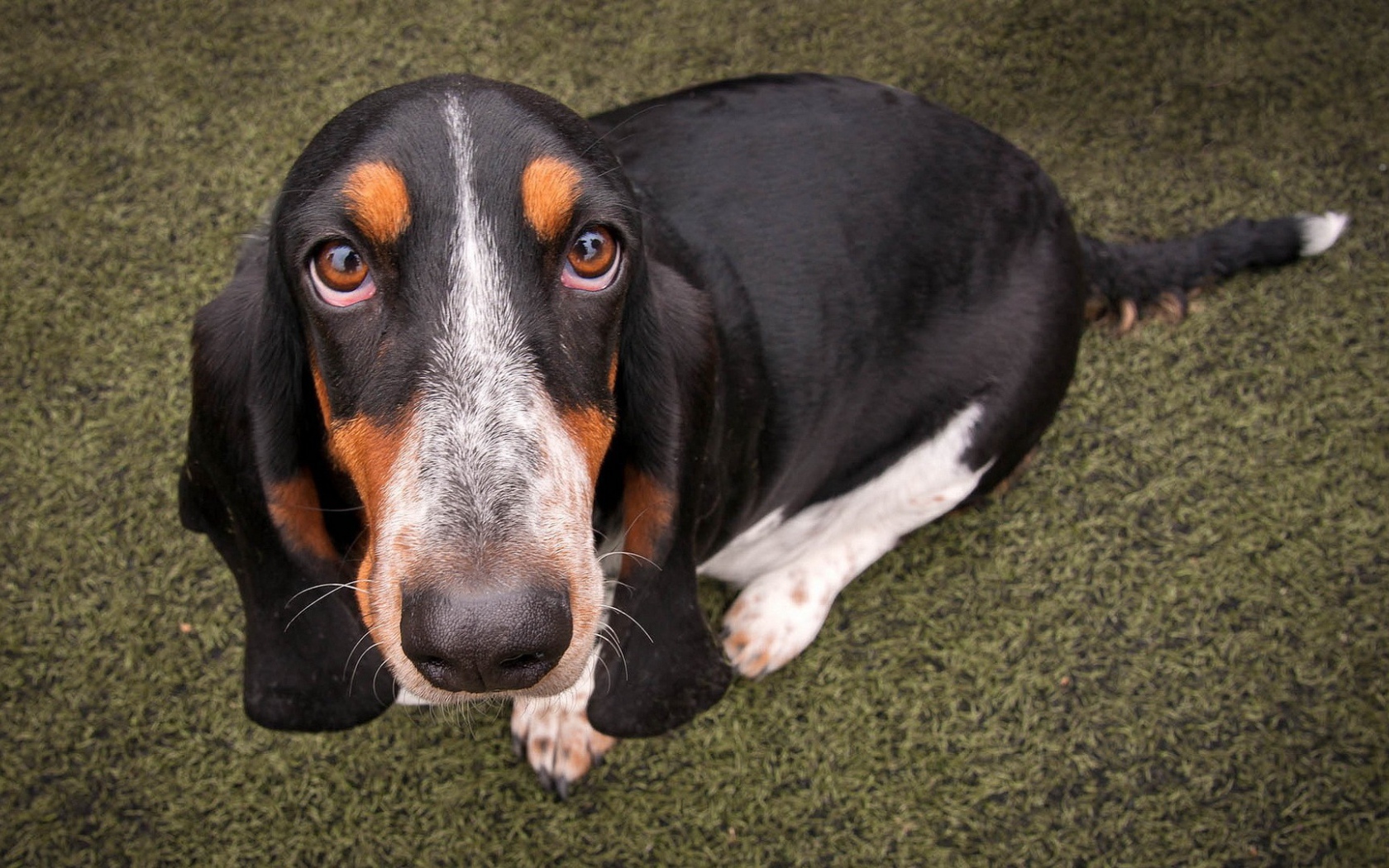 Преданный пес