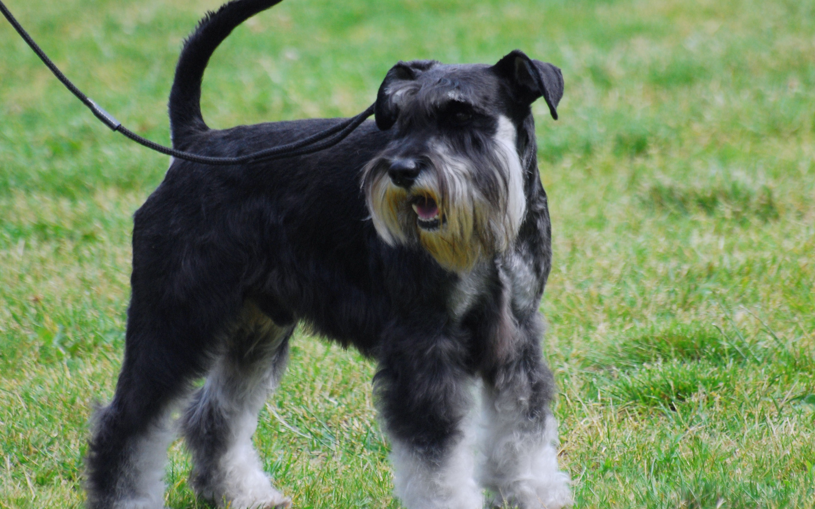 Миниатюрный шнауцер на поводке