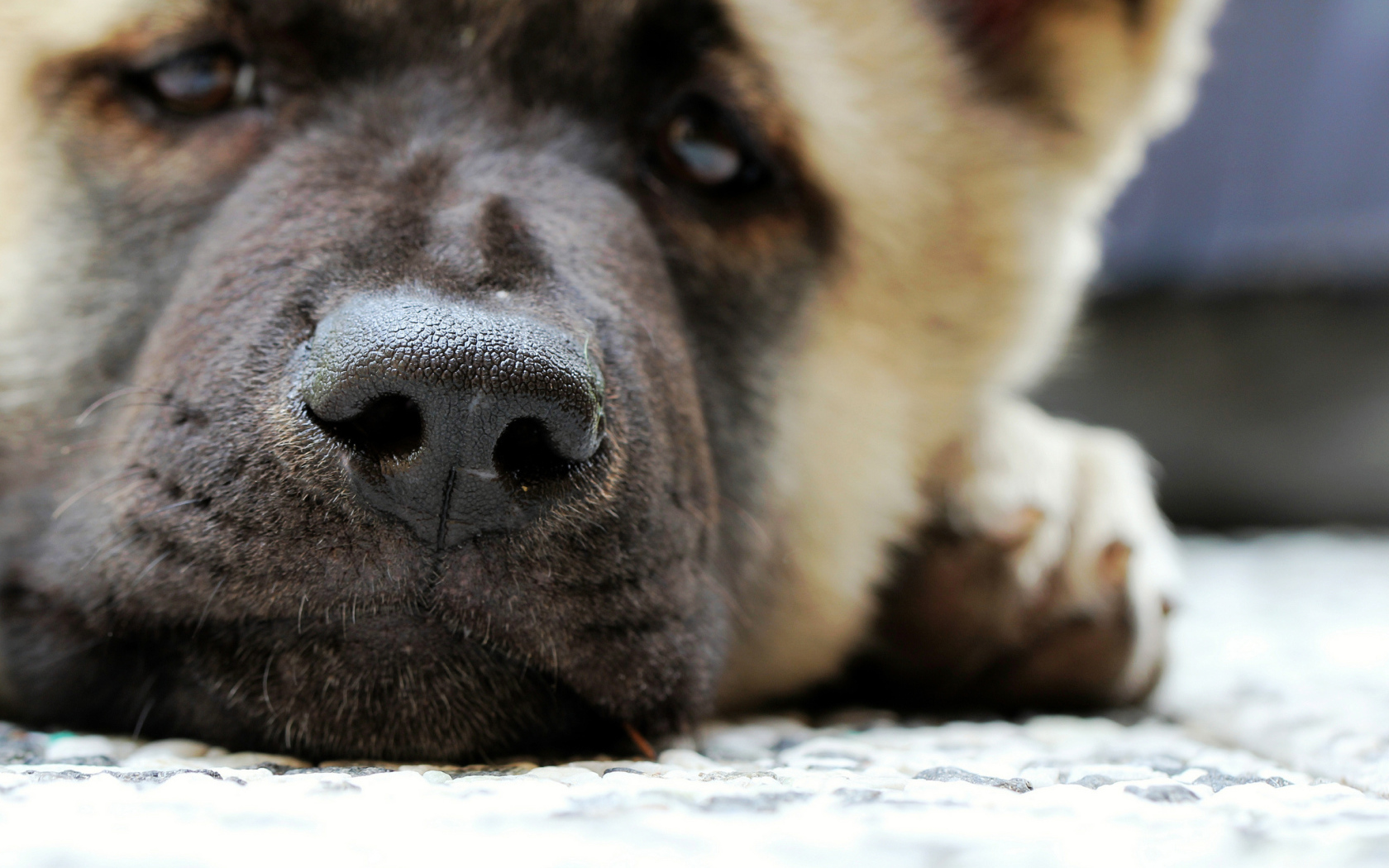 Мордочка американской акиты