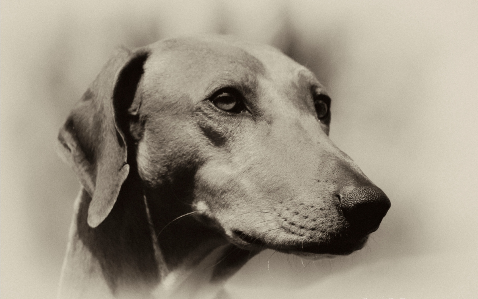 Мордочка собаки азавак