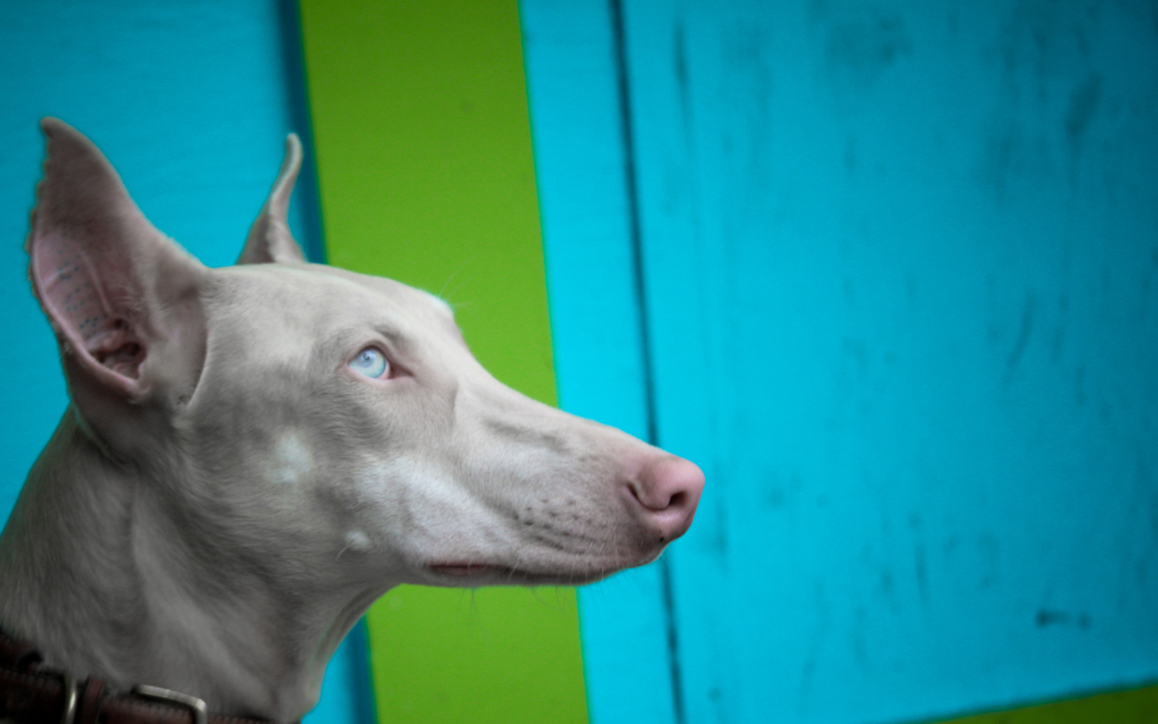 Морда серой фараоновой собаки