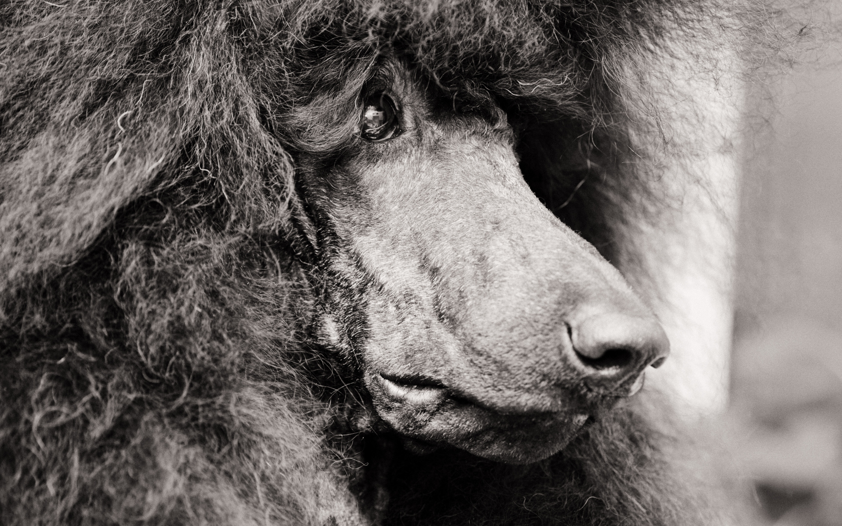 Морда черного пуделя