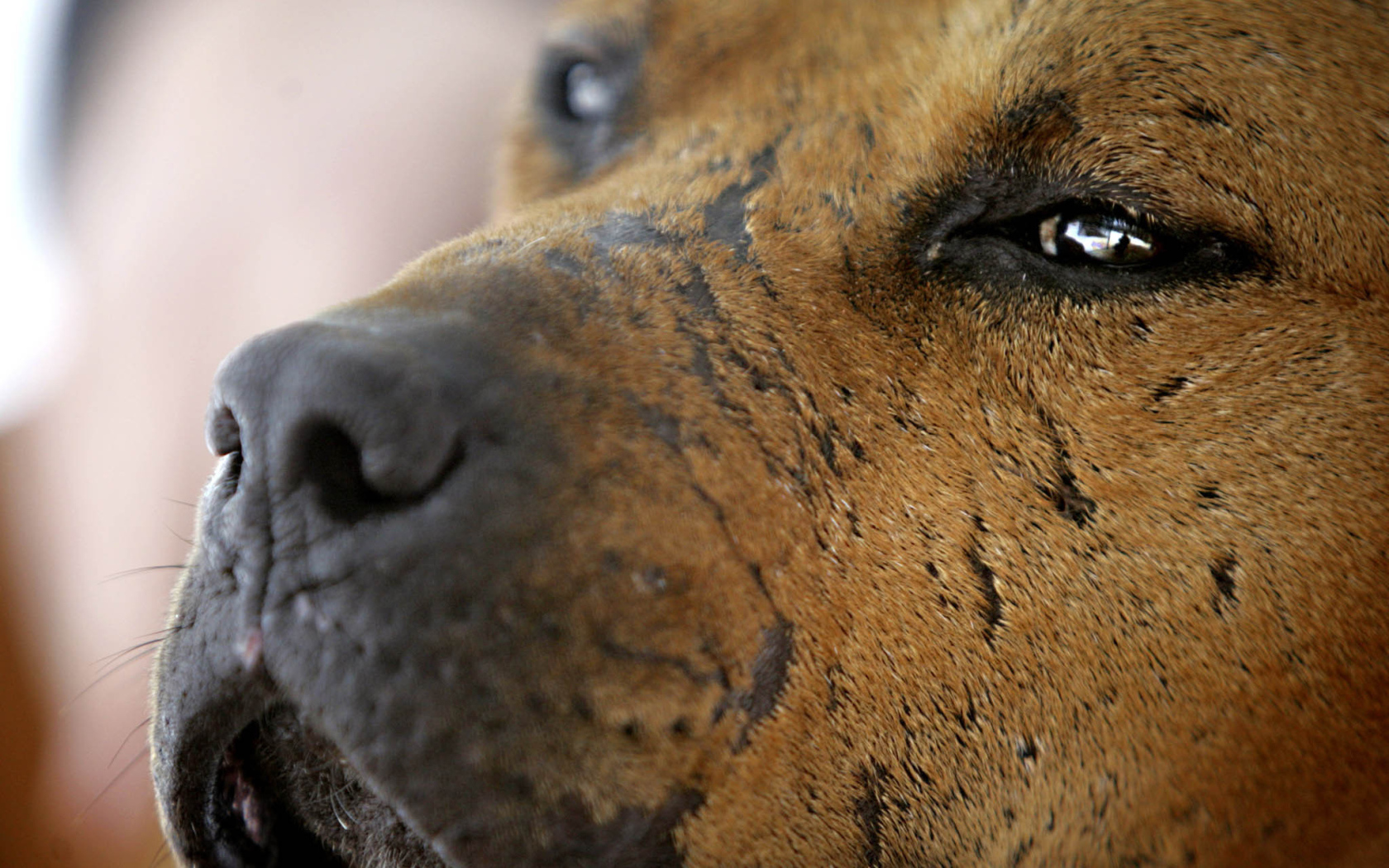 Морда старого питбуля