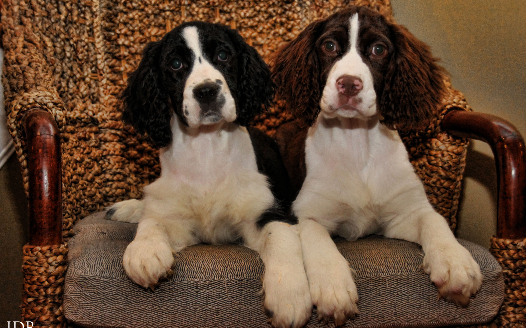 Благородные собаки английский спрингер спаниель