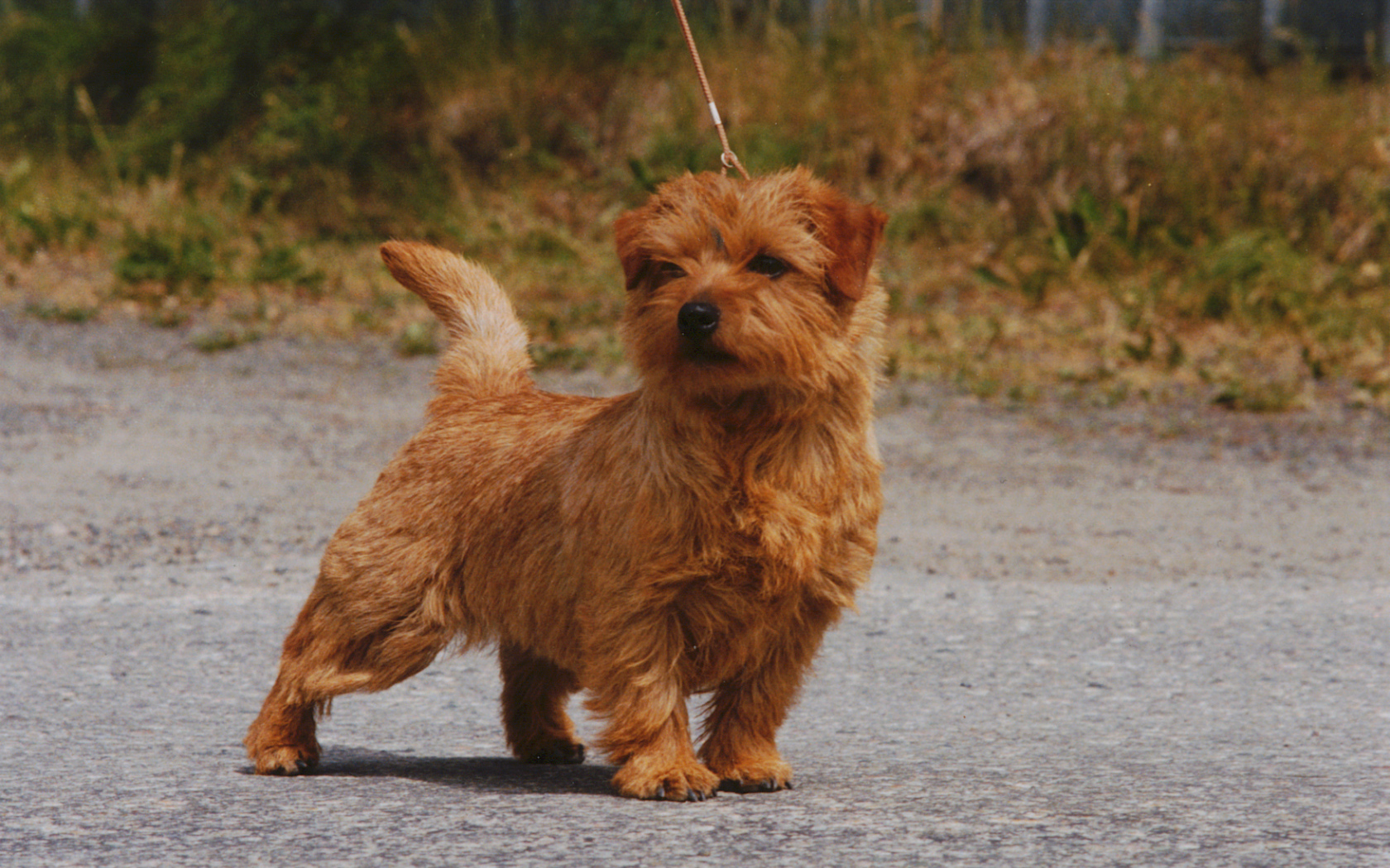 Норфолк терьер на прогулке