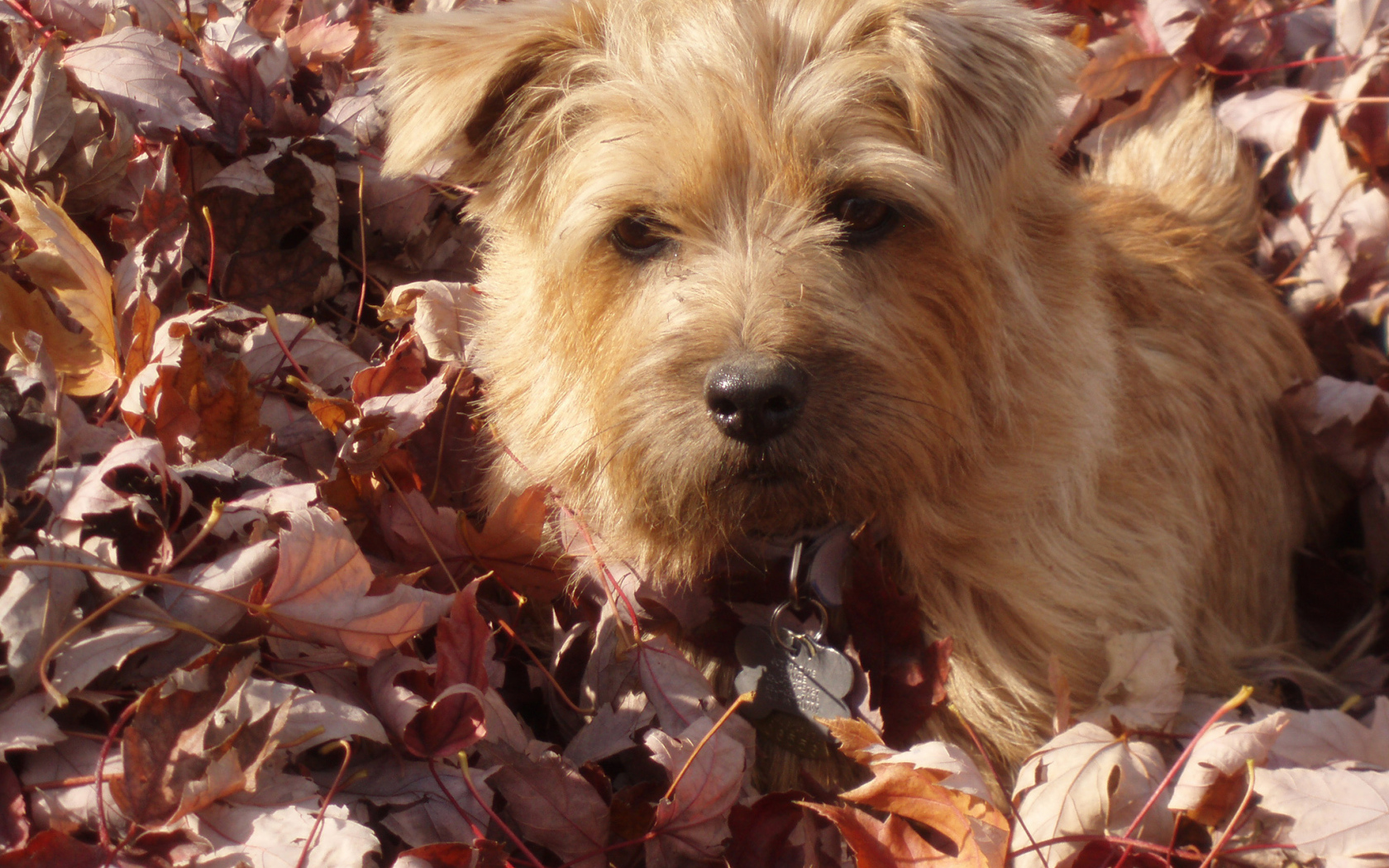 Норфолк терьер в листьях