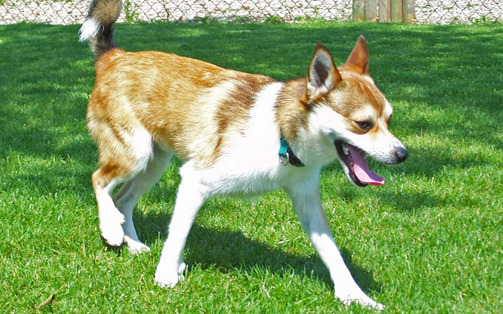 Норвежский лундехунд на газоне