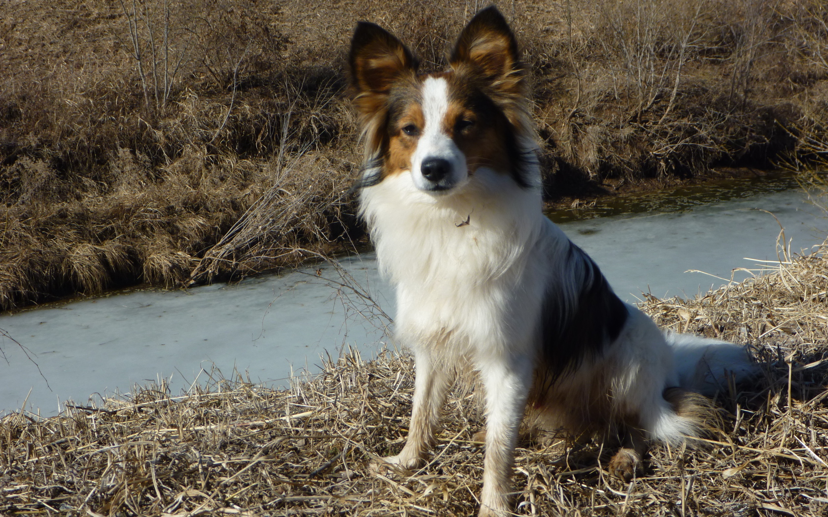 Папильон на берегу ручья