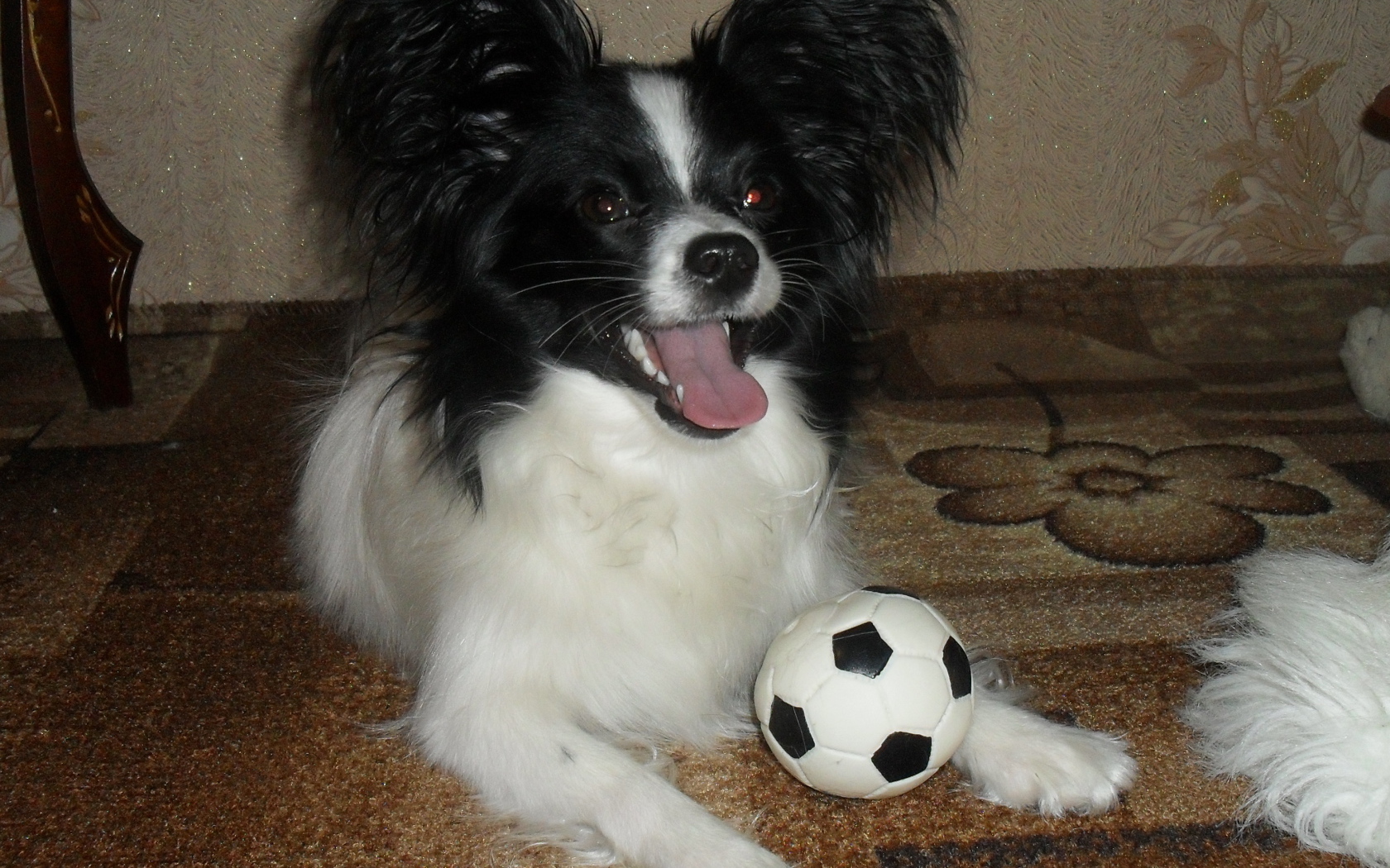 Папильон играет в футбол