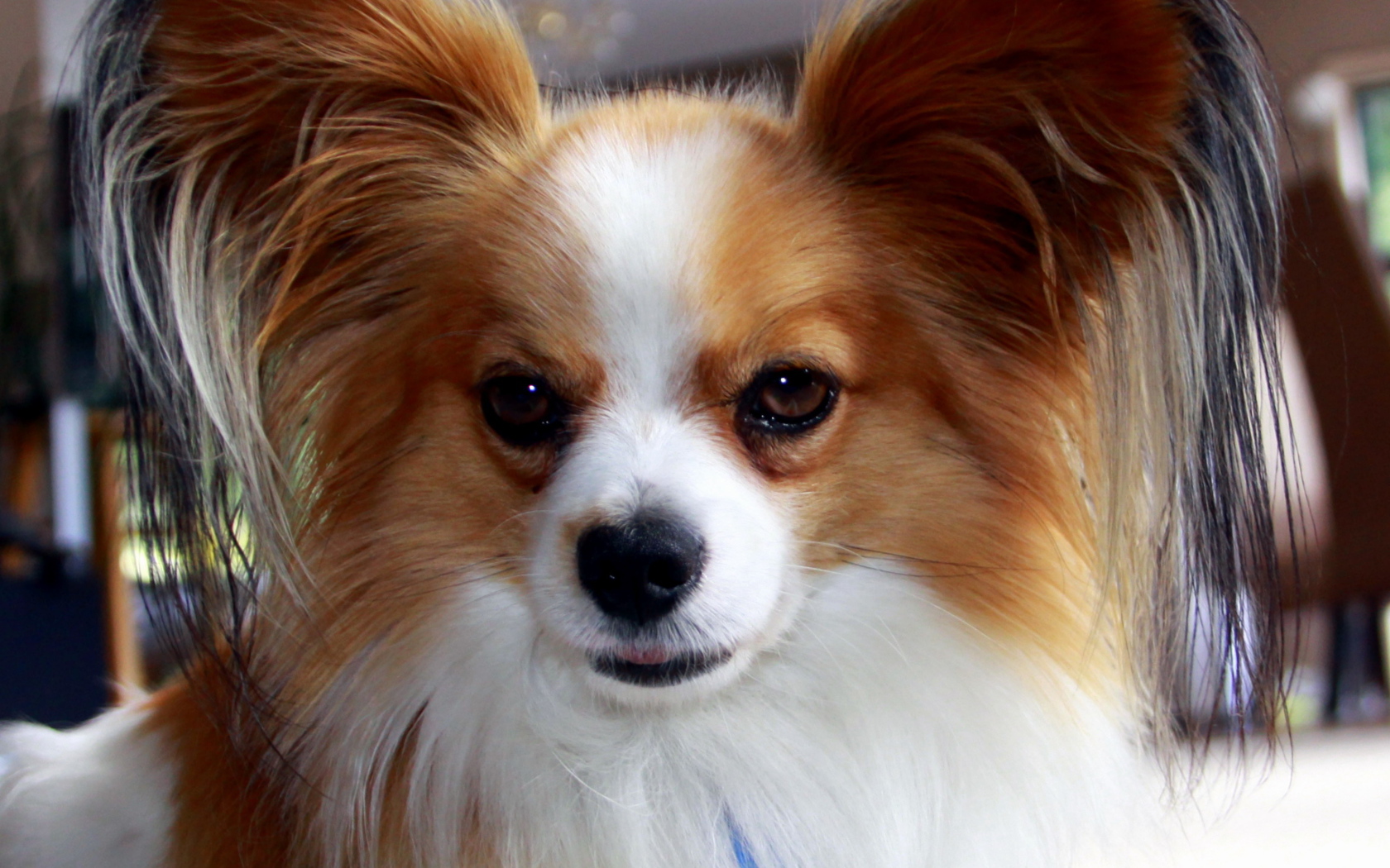 Папильон с мохнатыми ушами