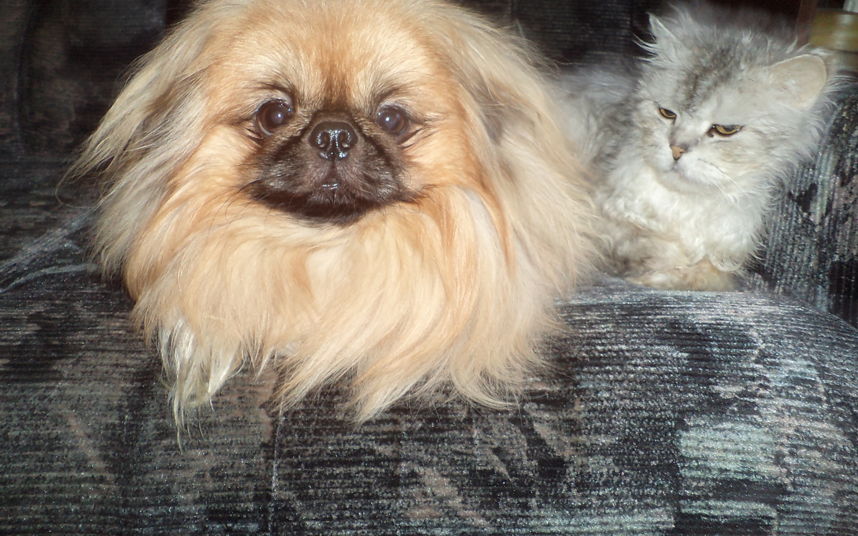 Пекинес и недовольный кот