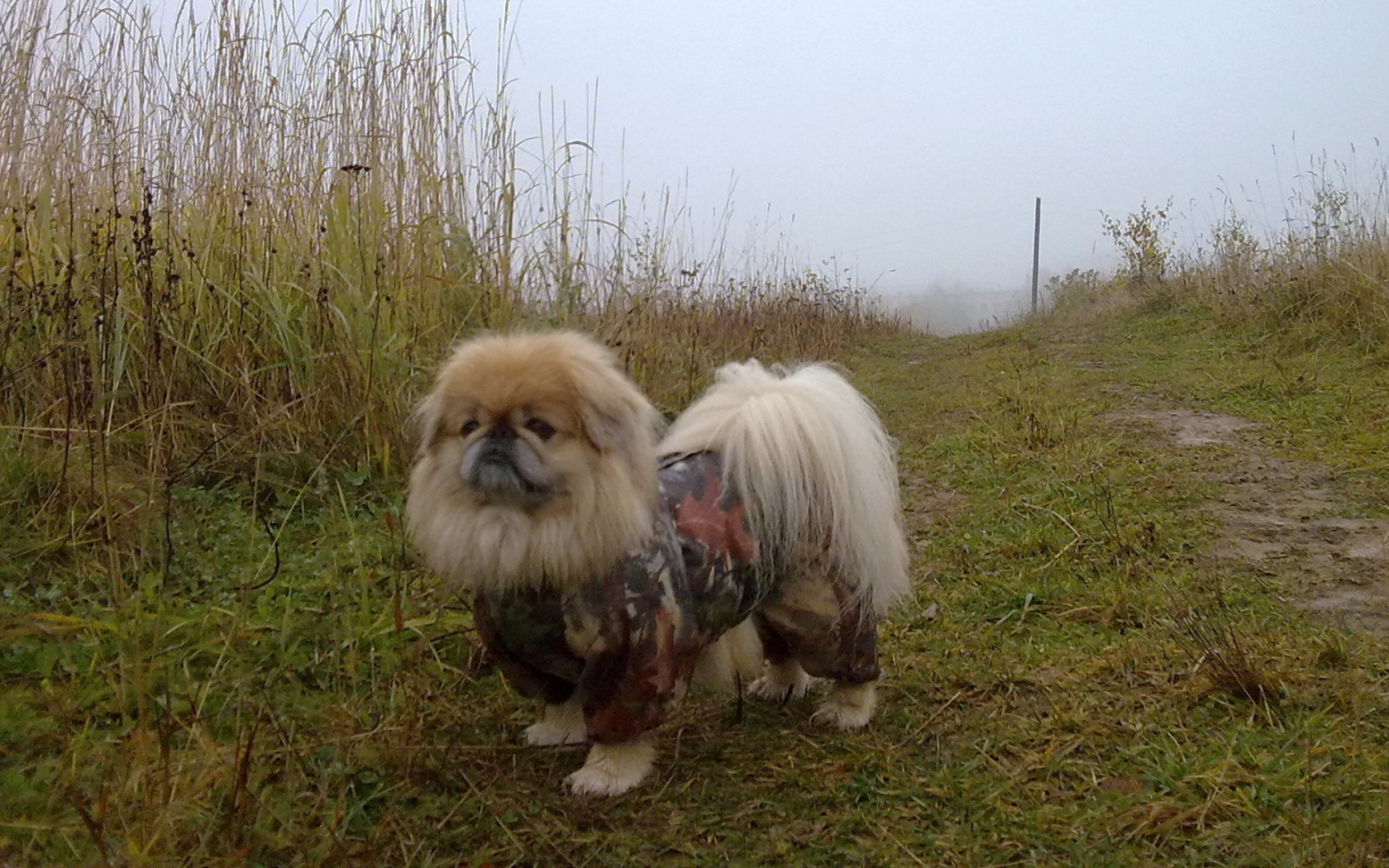 Пекинес в комбинезоне
