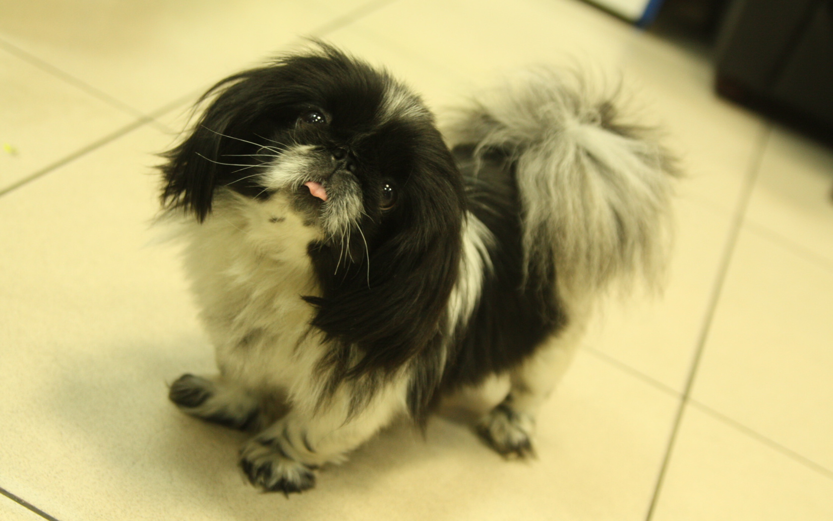 Пекинес стоит на полу