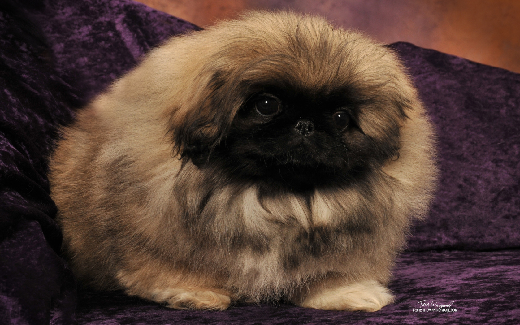 Пекинес на сиреневом диване