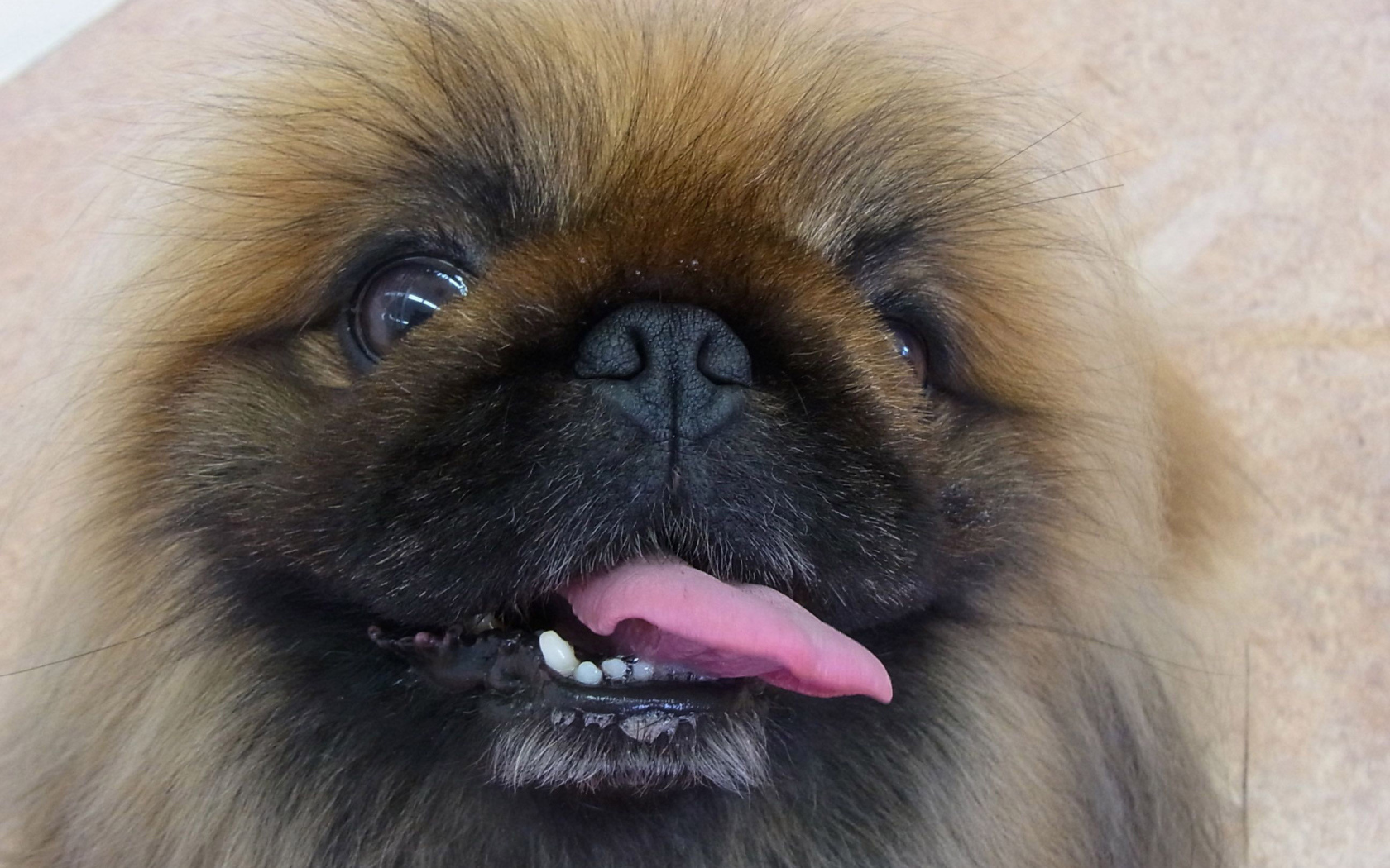 Пекинес показывает зубы