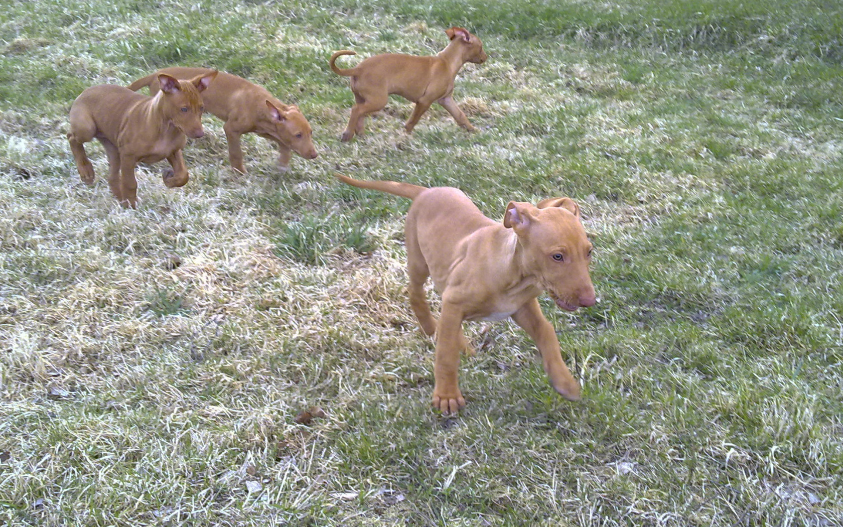 Щенки фараоновой собаки
