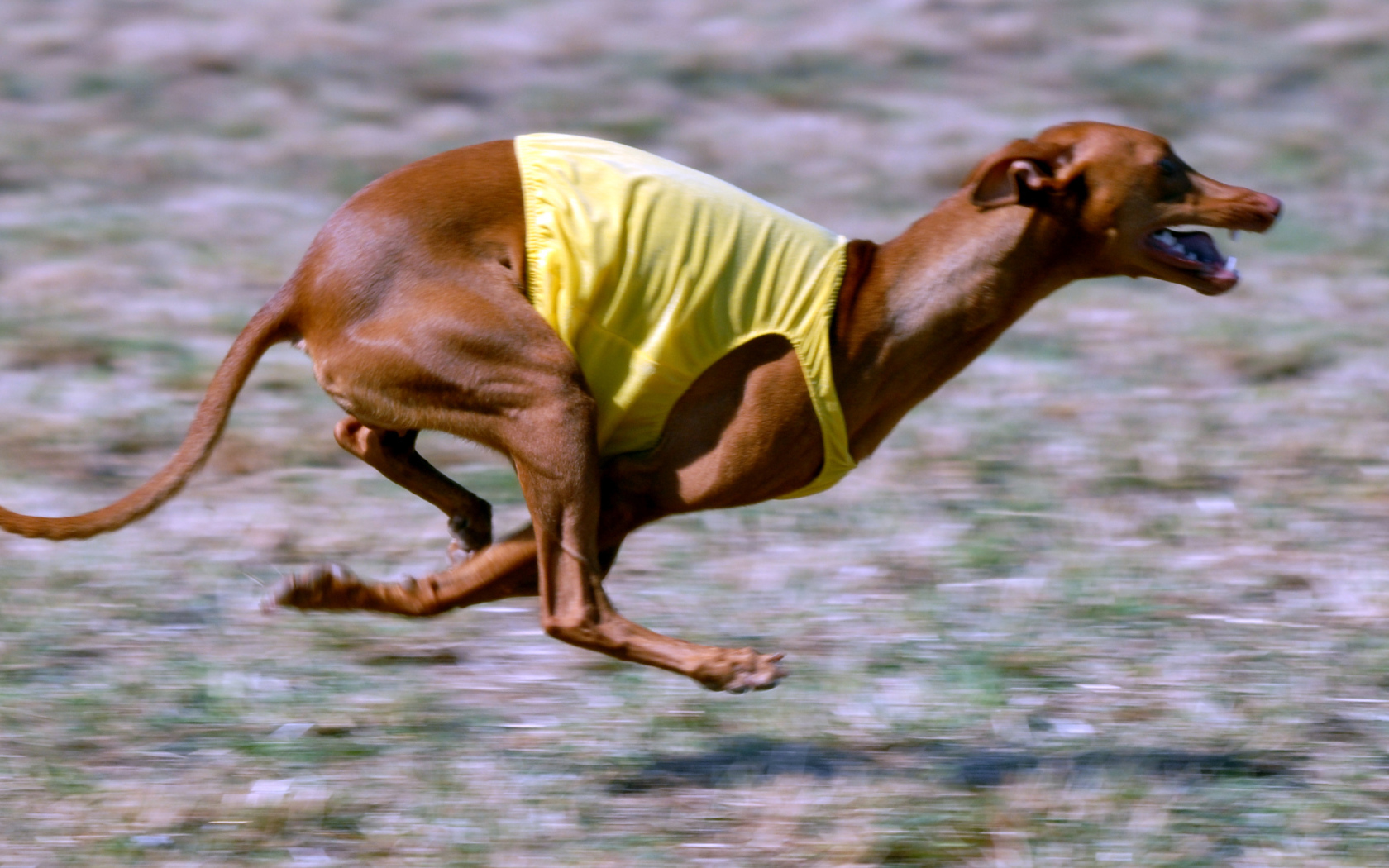 Фараонова собака участвует в гонке