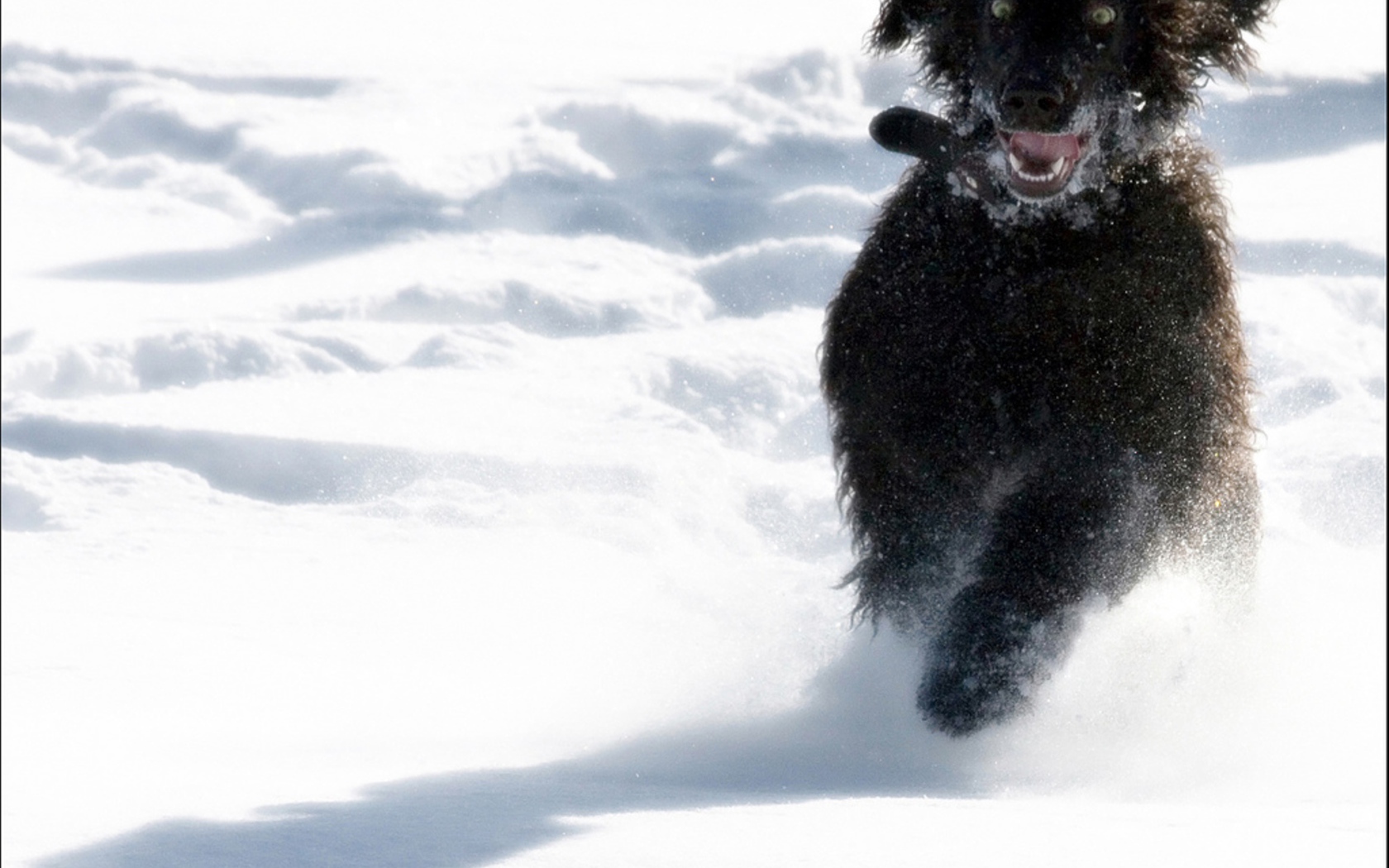 Игривый ирландский водяной спаниель