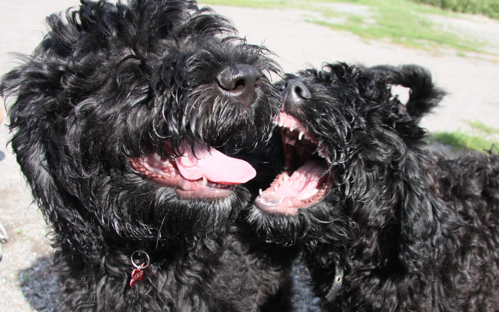 Игривые собаки барбет