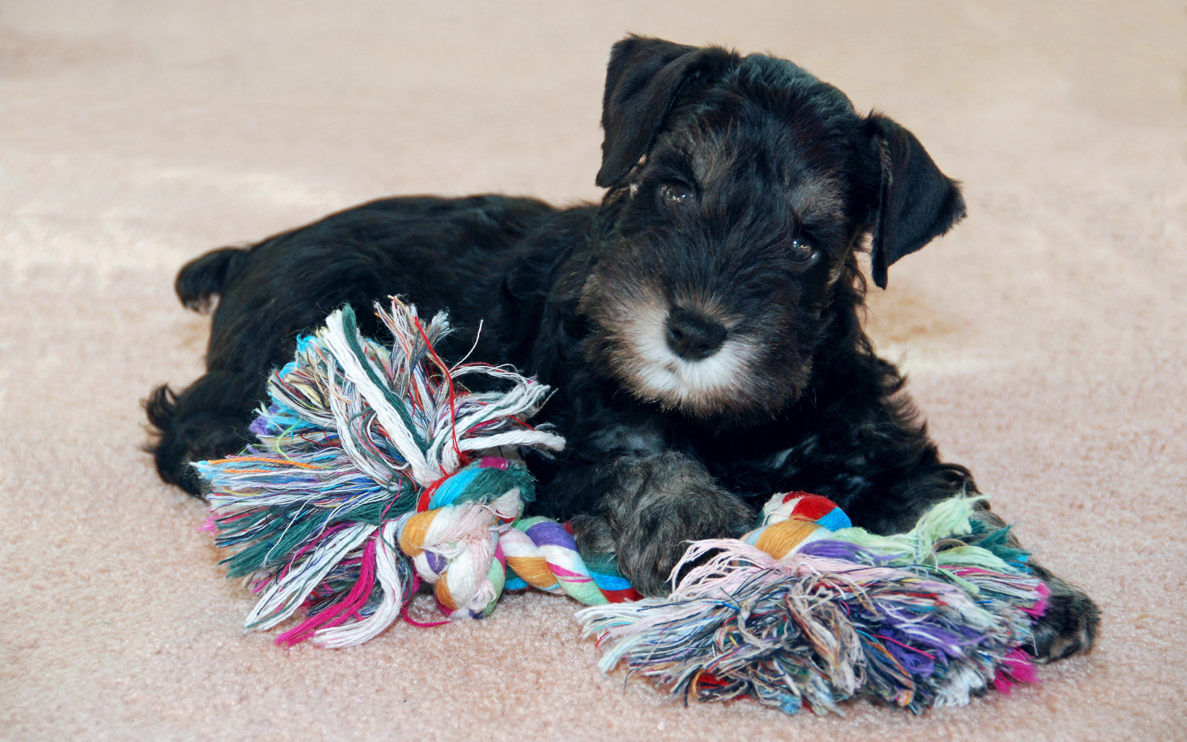 Игривый маленький шнауцер