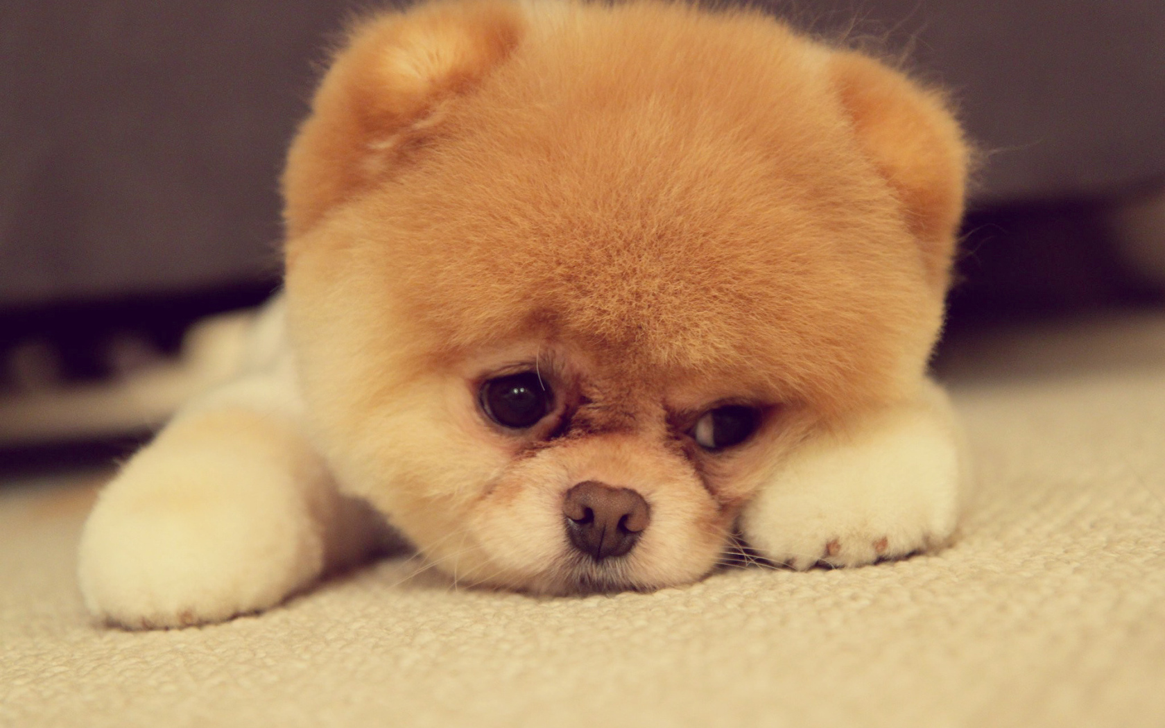 Померанский шпиц загрустил