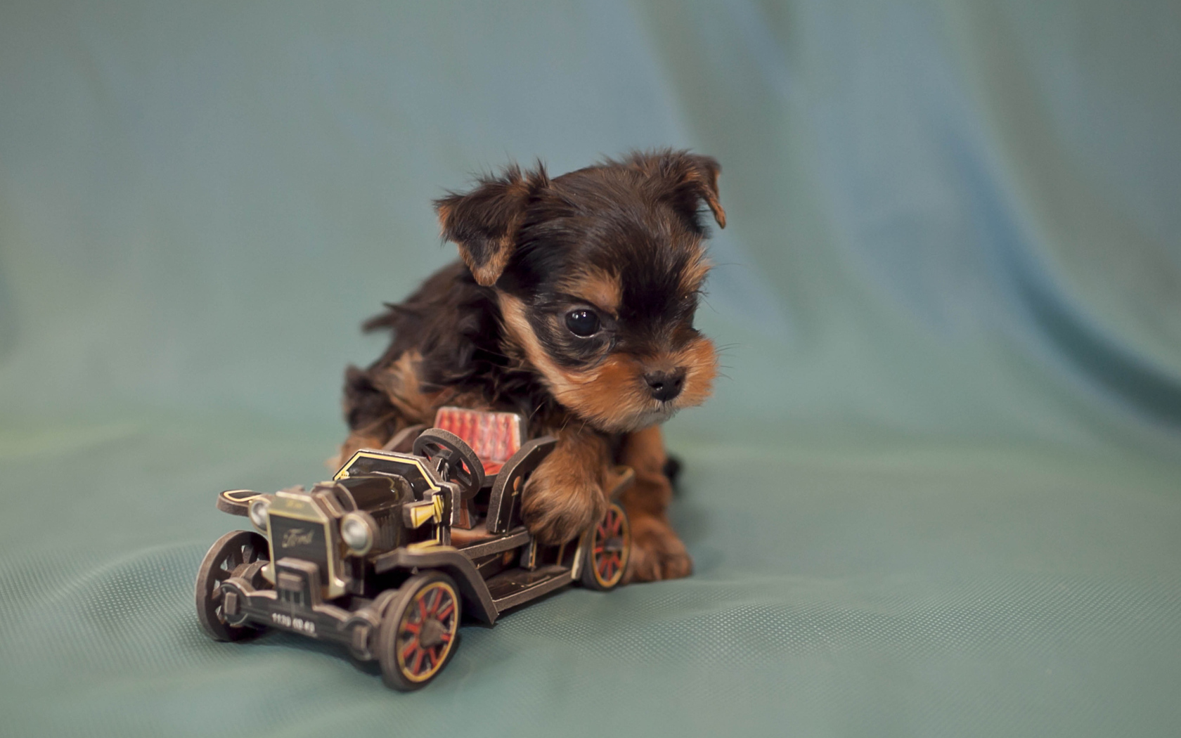 Щенок бивер йорк