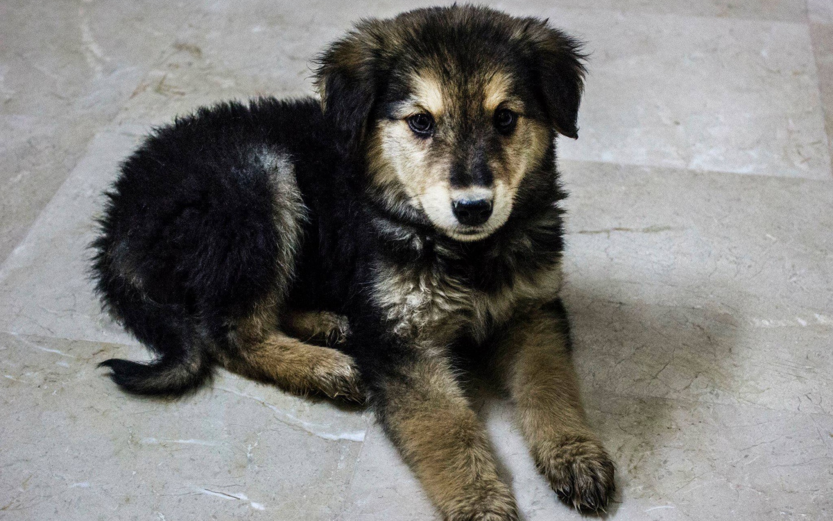 Щенок собаки муди