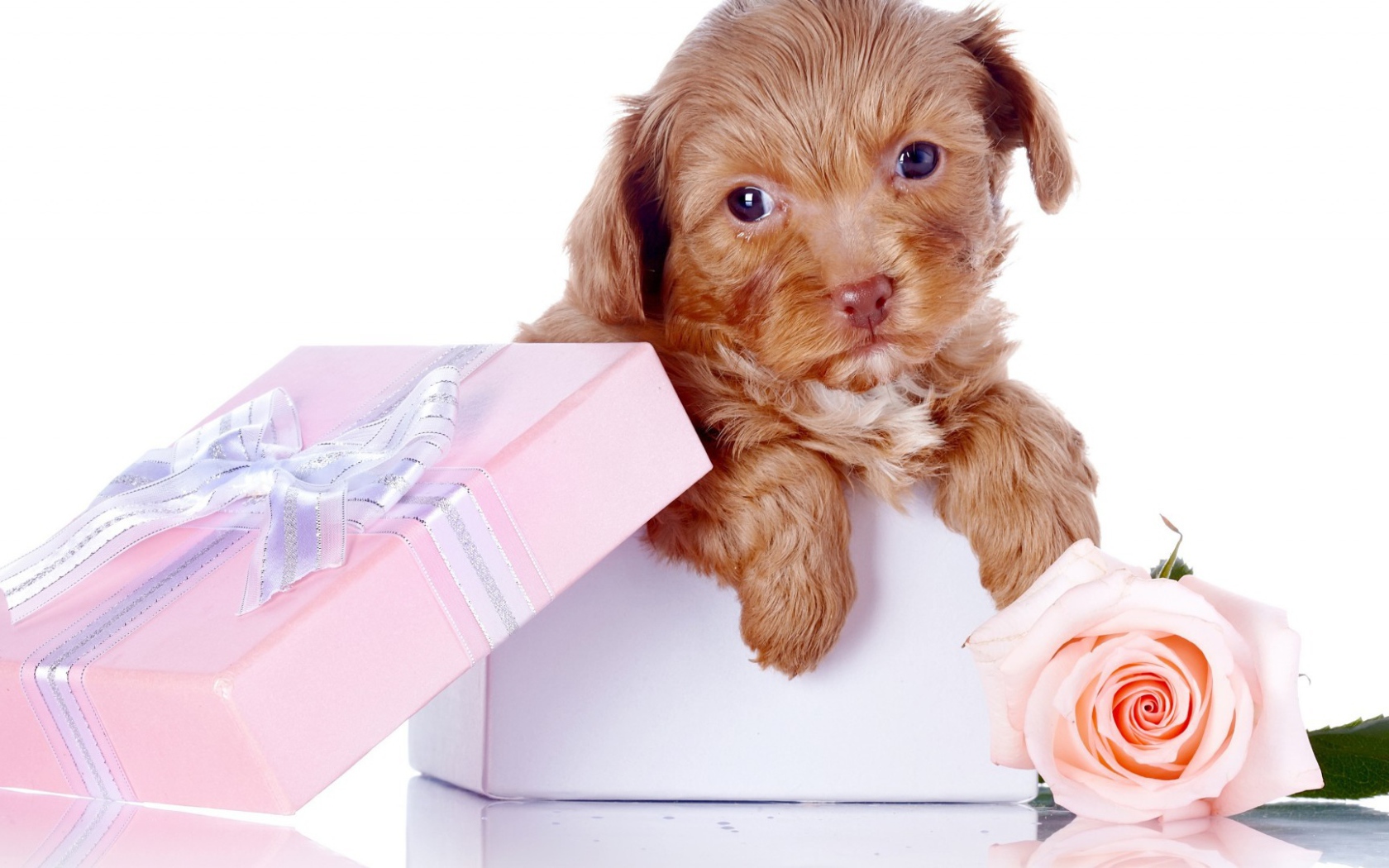 Щенок в коробке