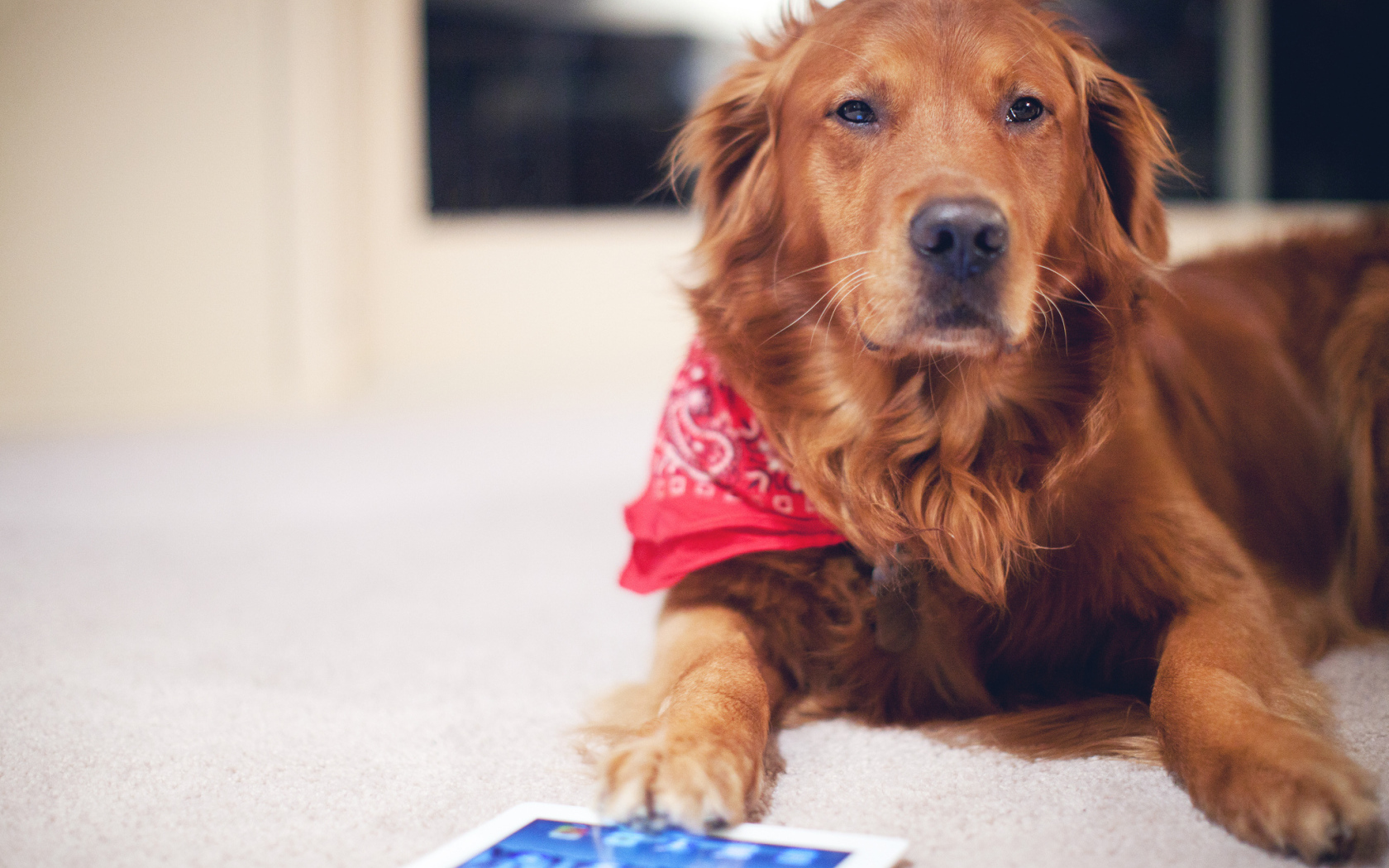 Рыжая собака с планшетом